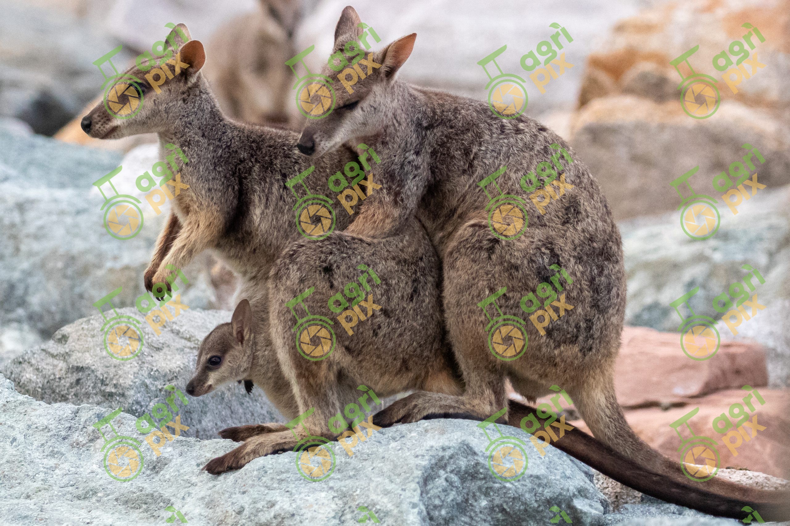 Rock-Wallaby