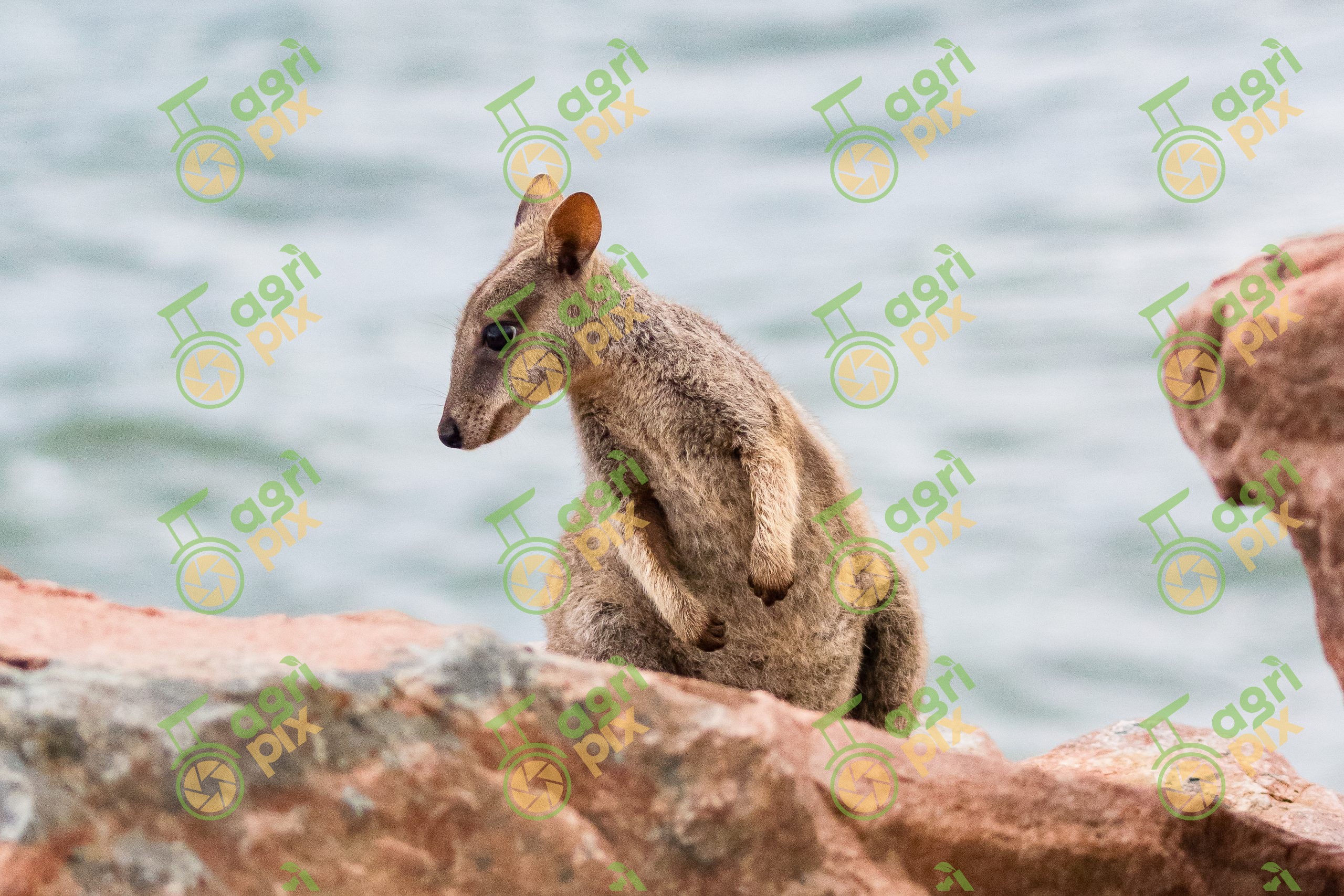 Rock-Wallaby
