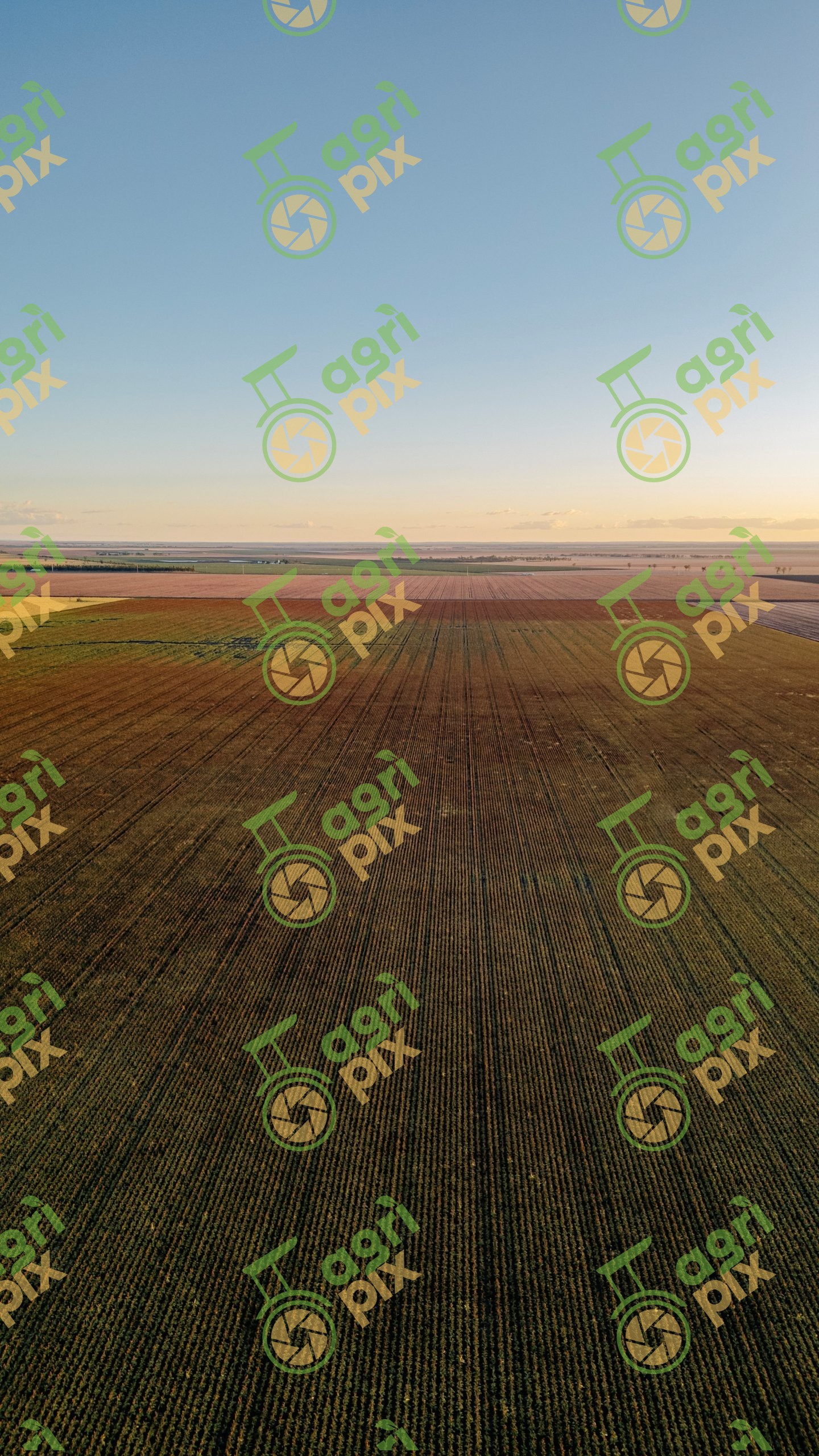 aerial shot sorghum field