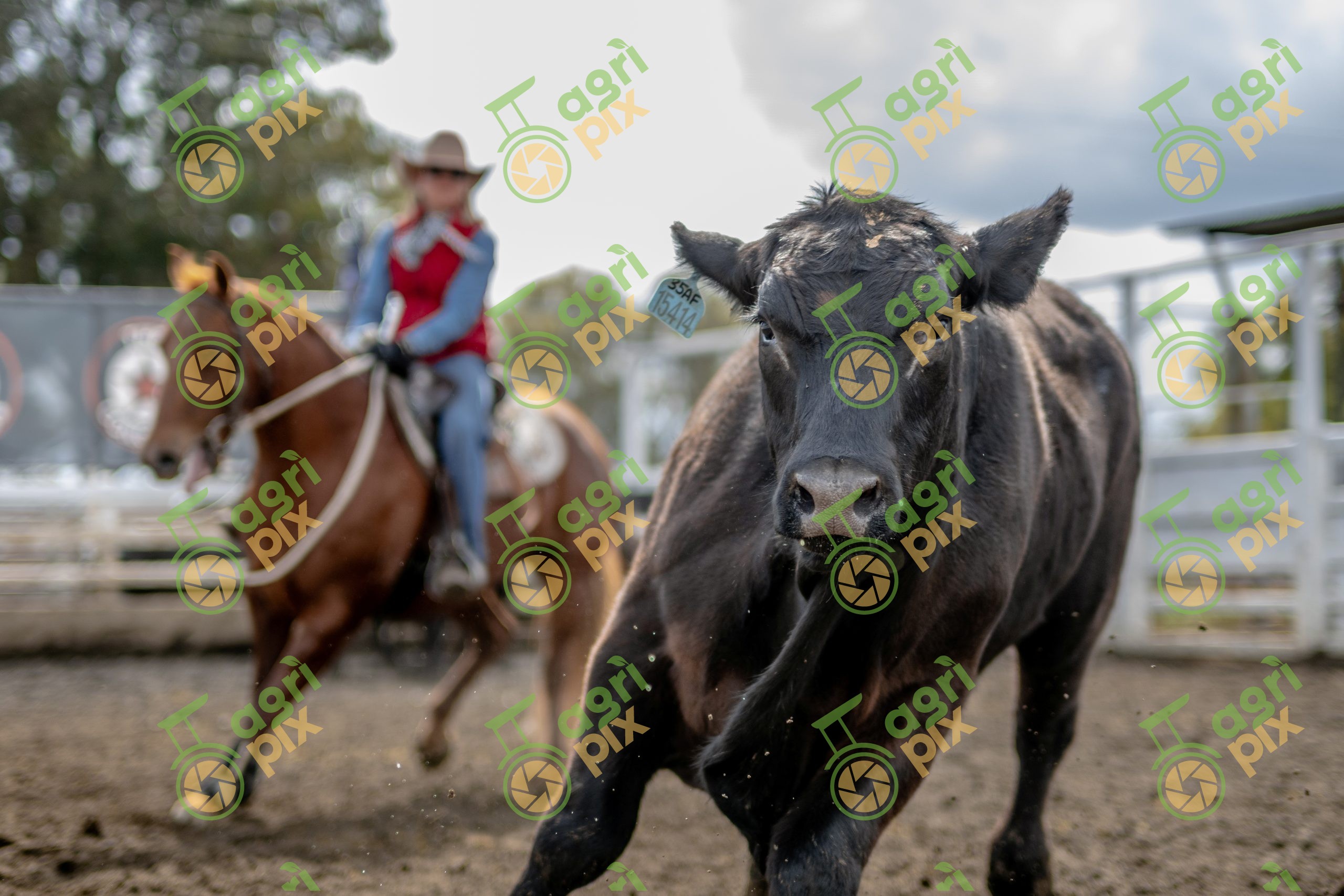 close up of cow in campdraft camp