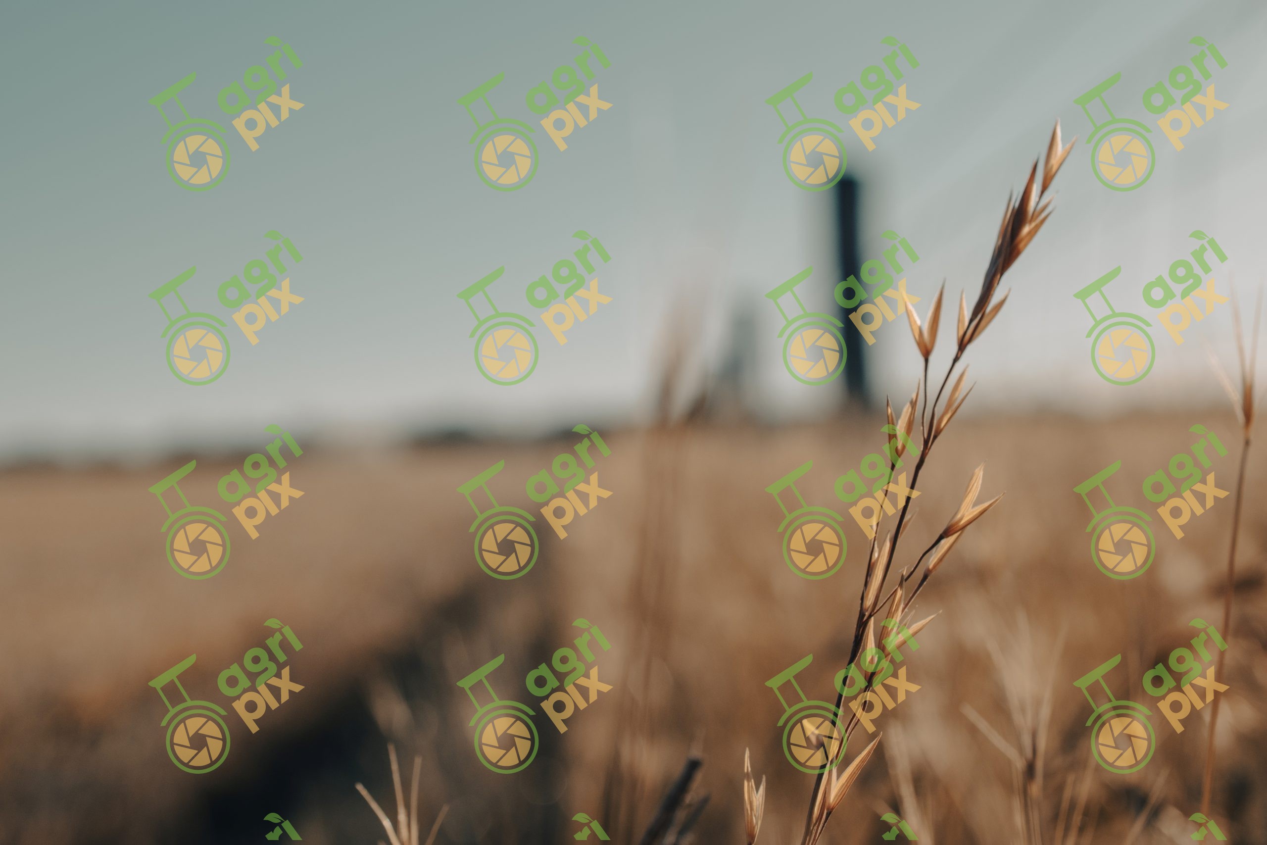 wild oats