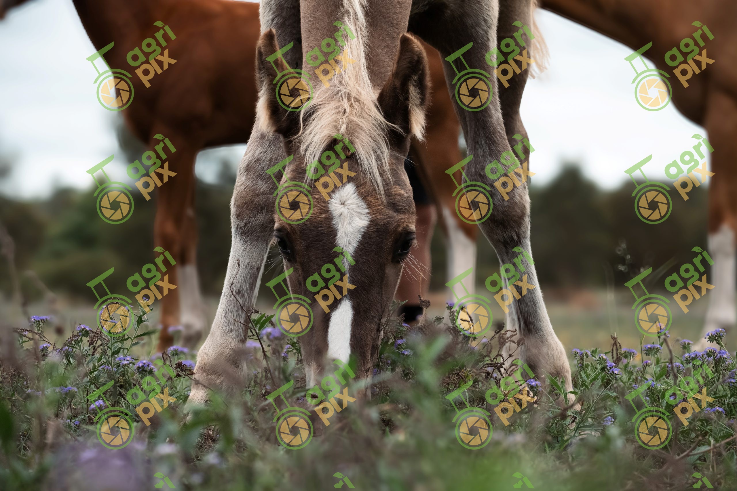 waler colt in wild flowers