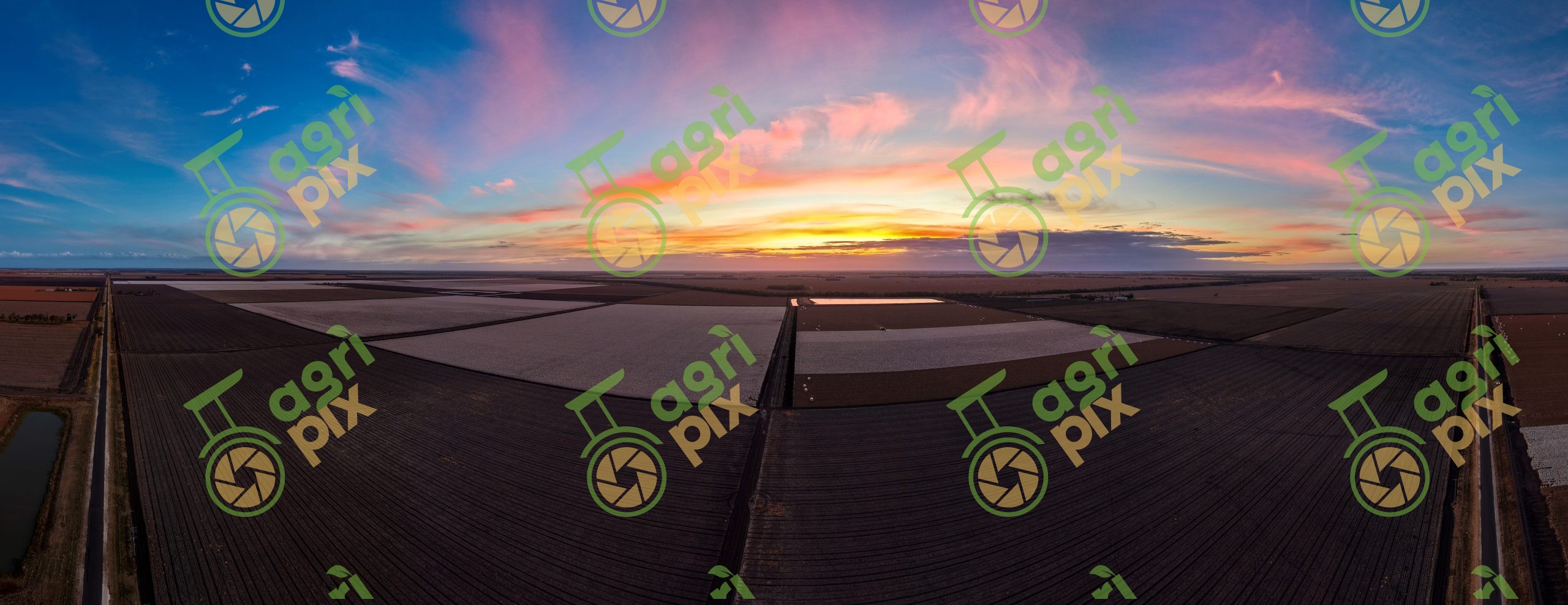 Drone POV sunset over cotton fields