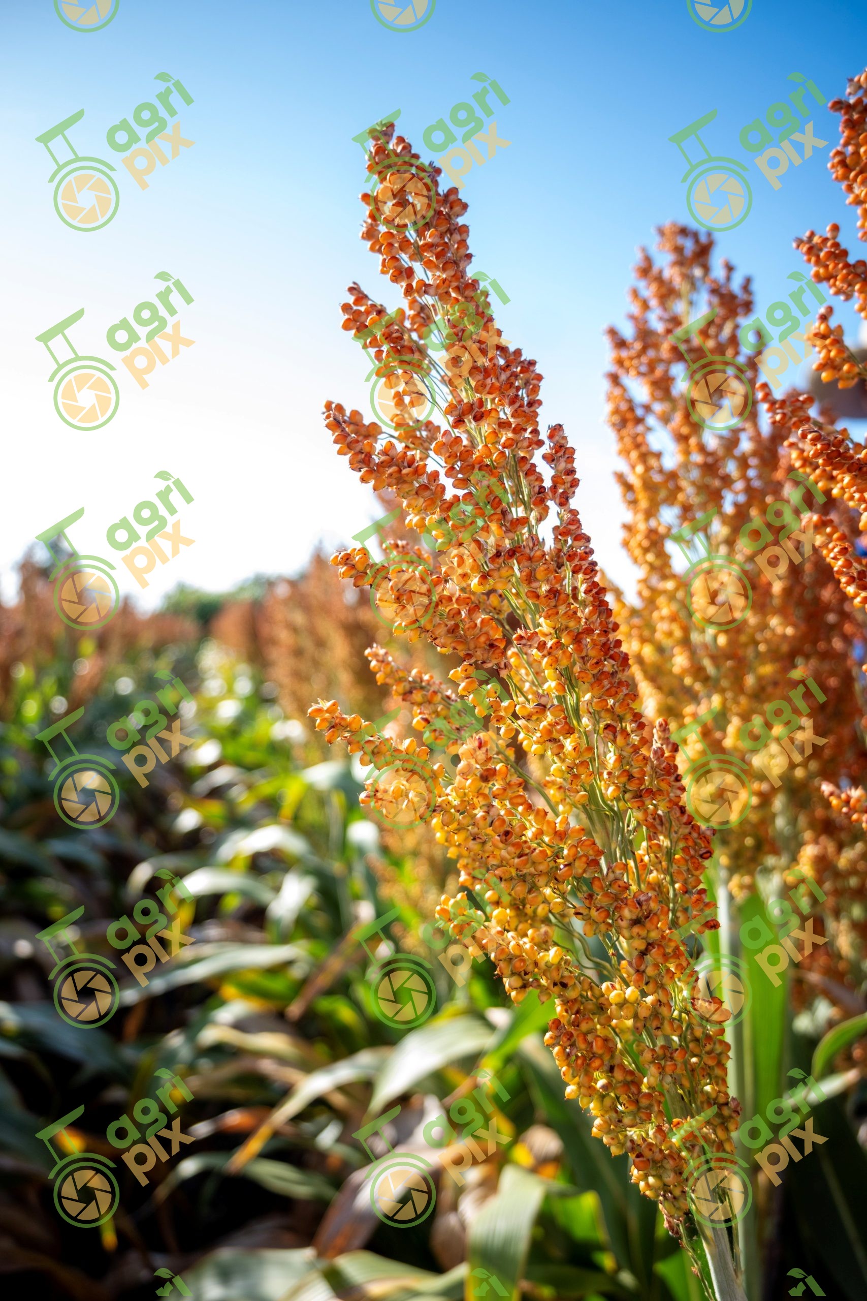 sorghum head close up