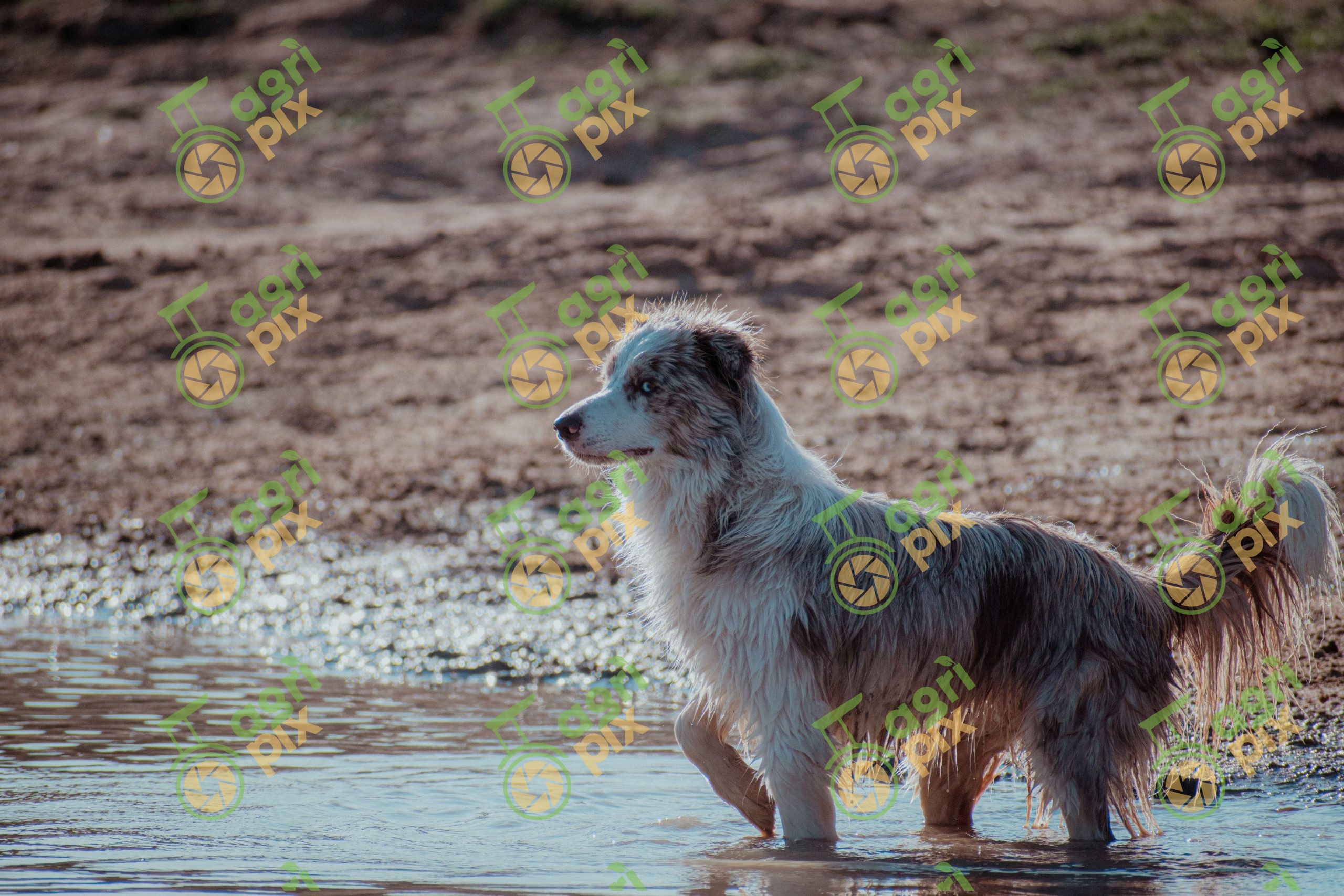 merle border collie
