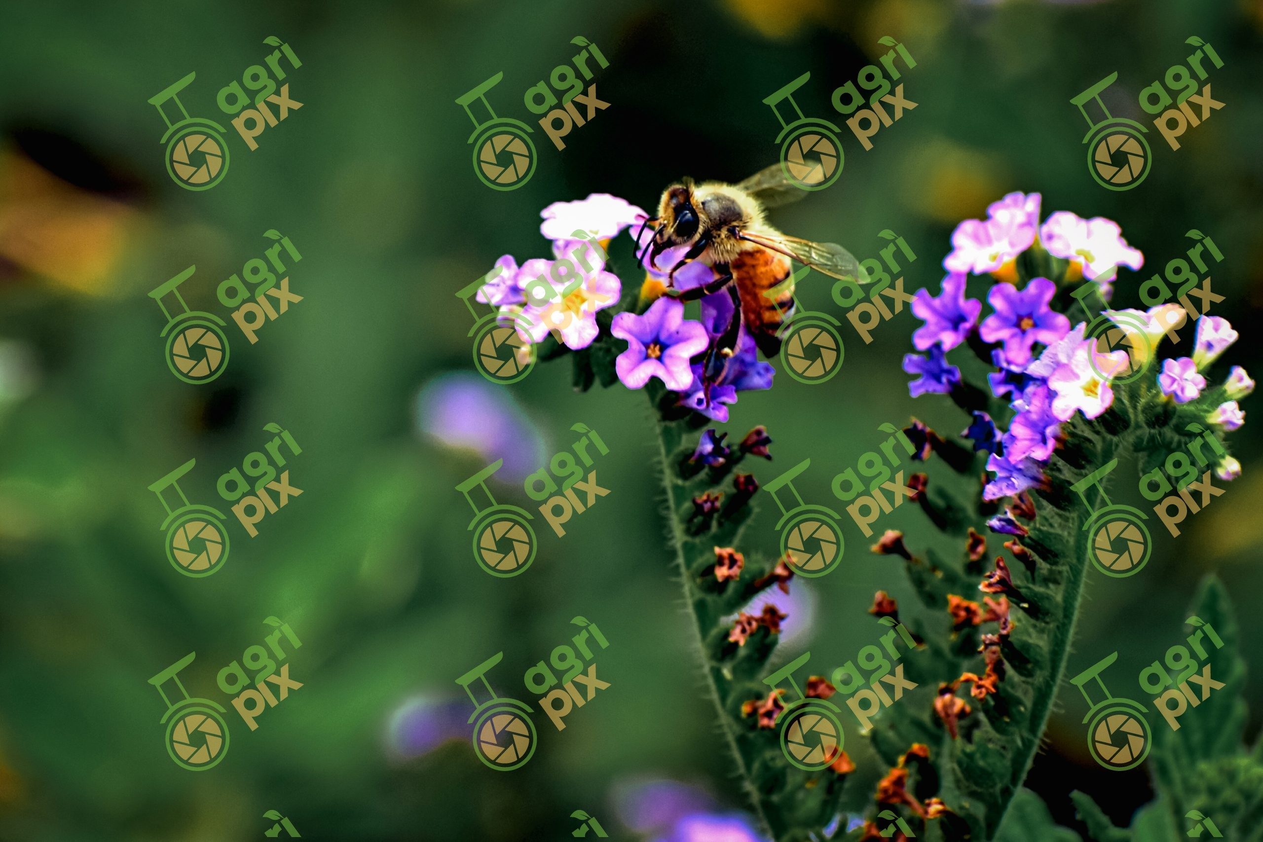 honey bee on wild flowers