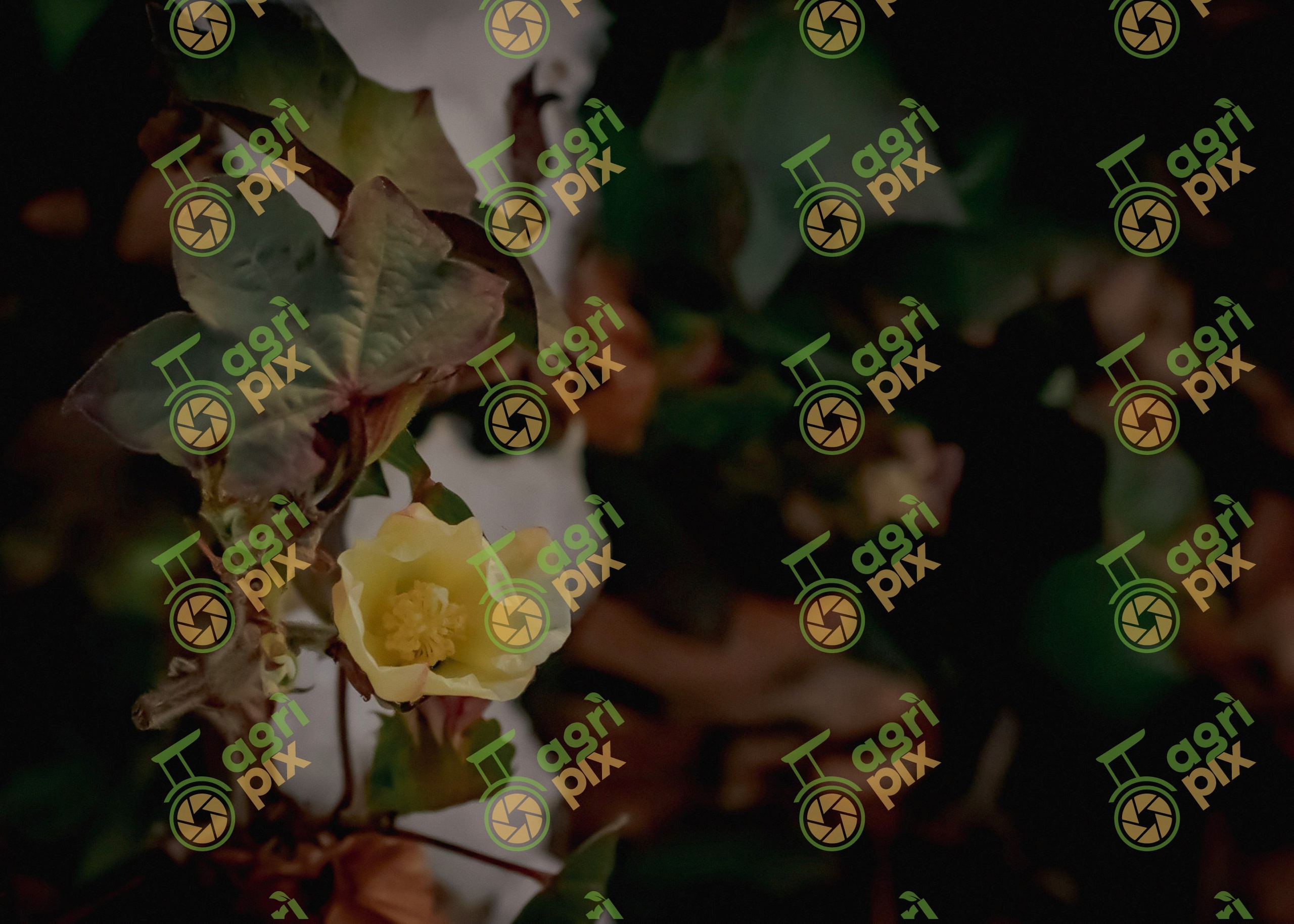 commercial cotton flower
