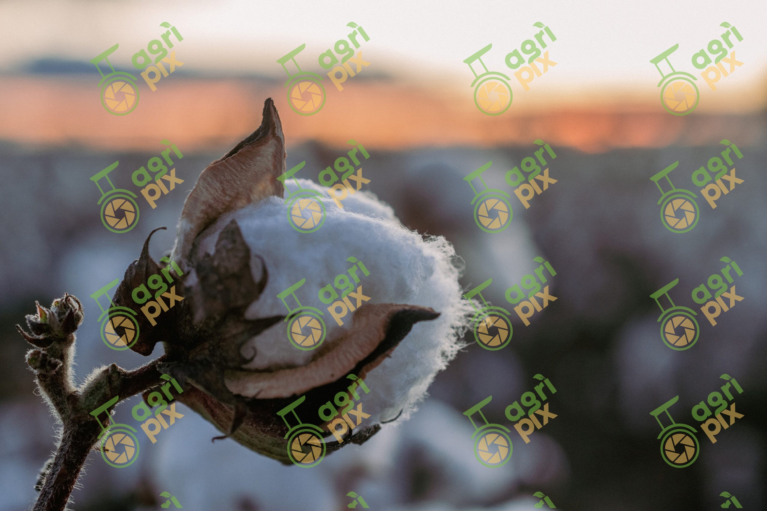 cotton boll