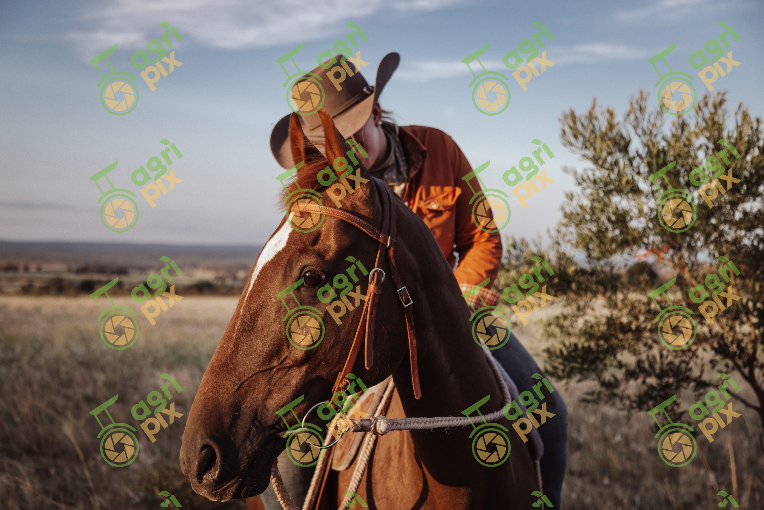 Horse and Rider in Afternoon Sun