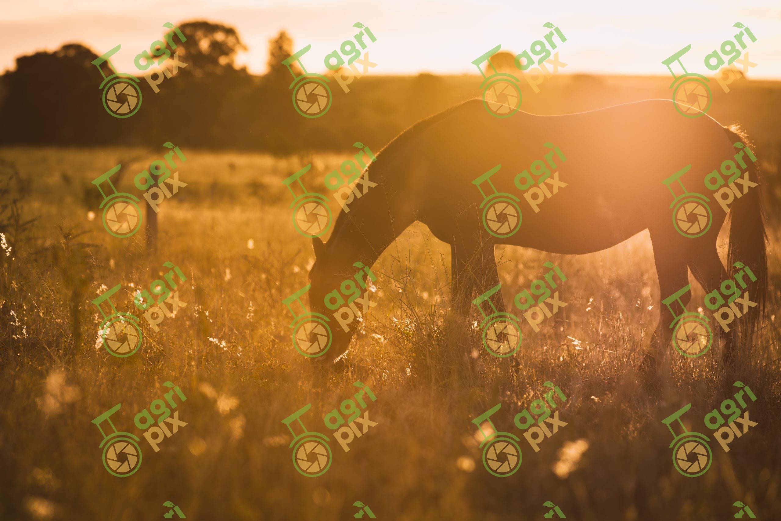 Horse Grazing at Sunset