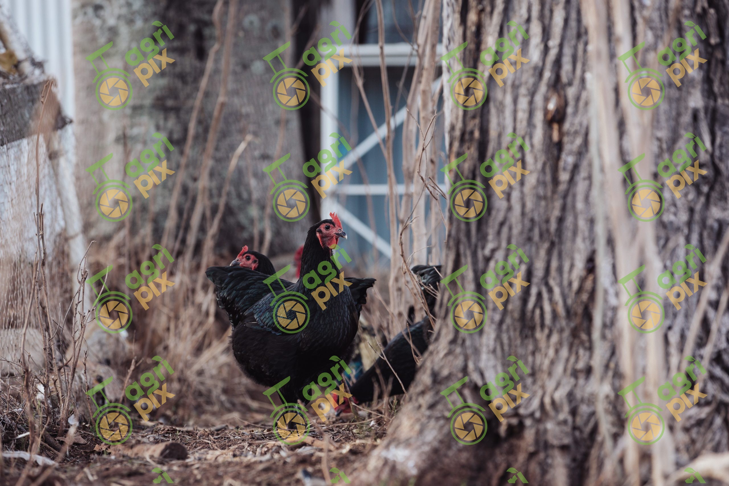 Black Langshan chickens