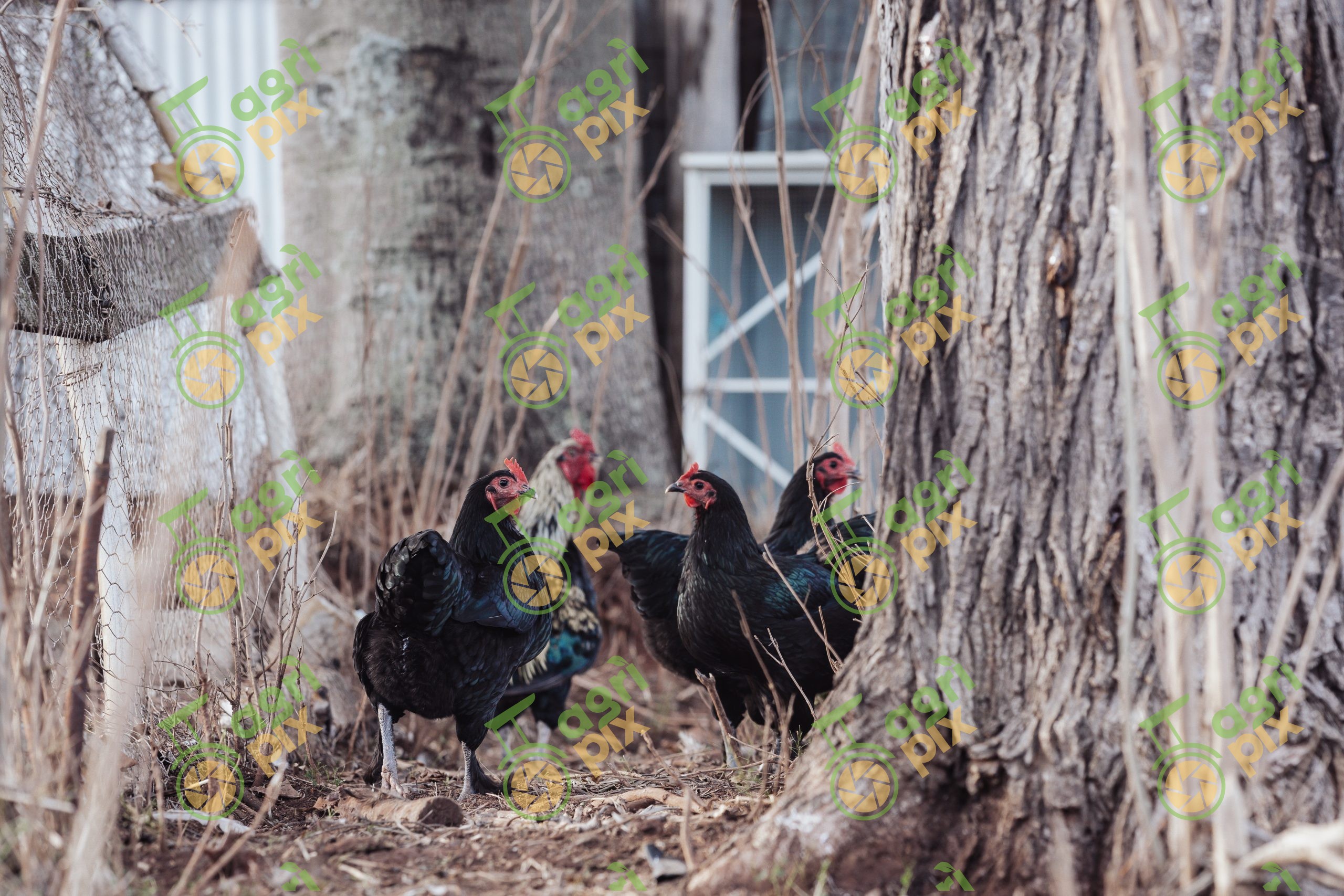Black Langshan chickens