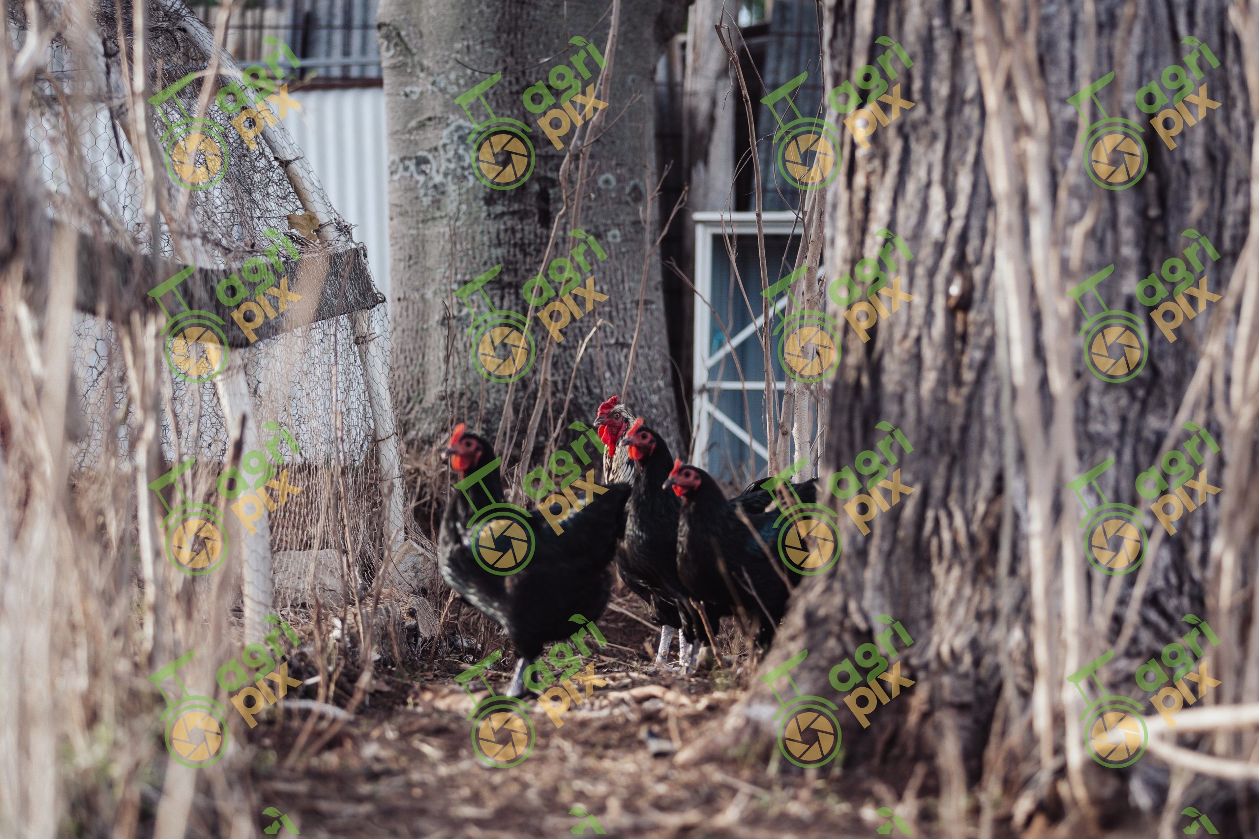Black Langshan chickens