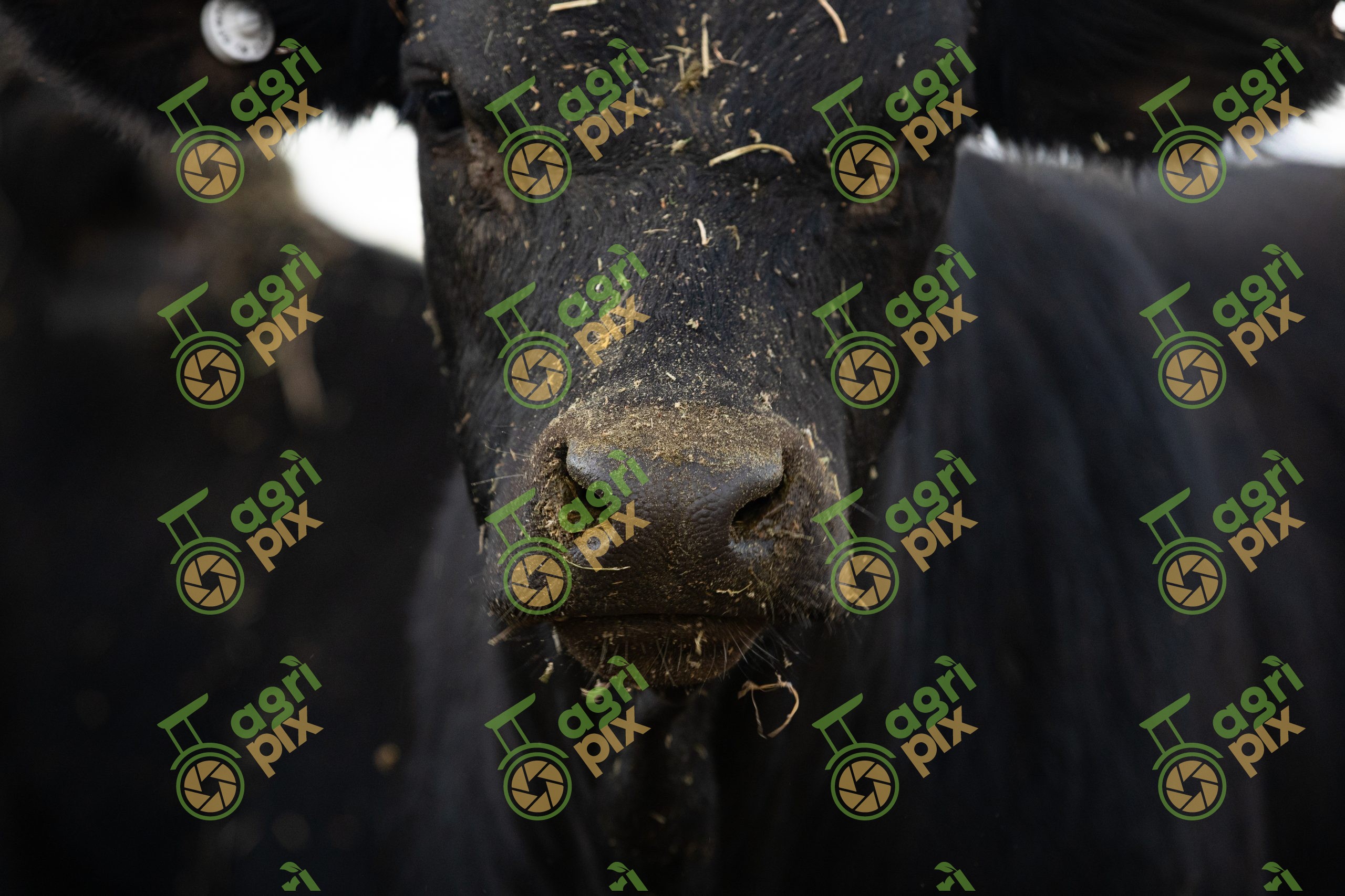 Angus Cow After Eating Hay
