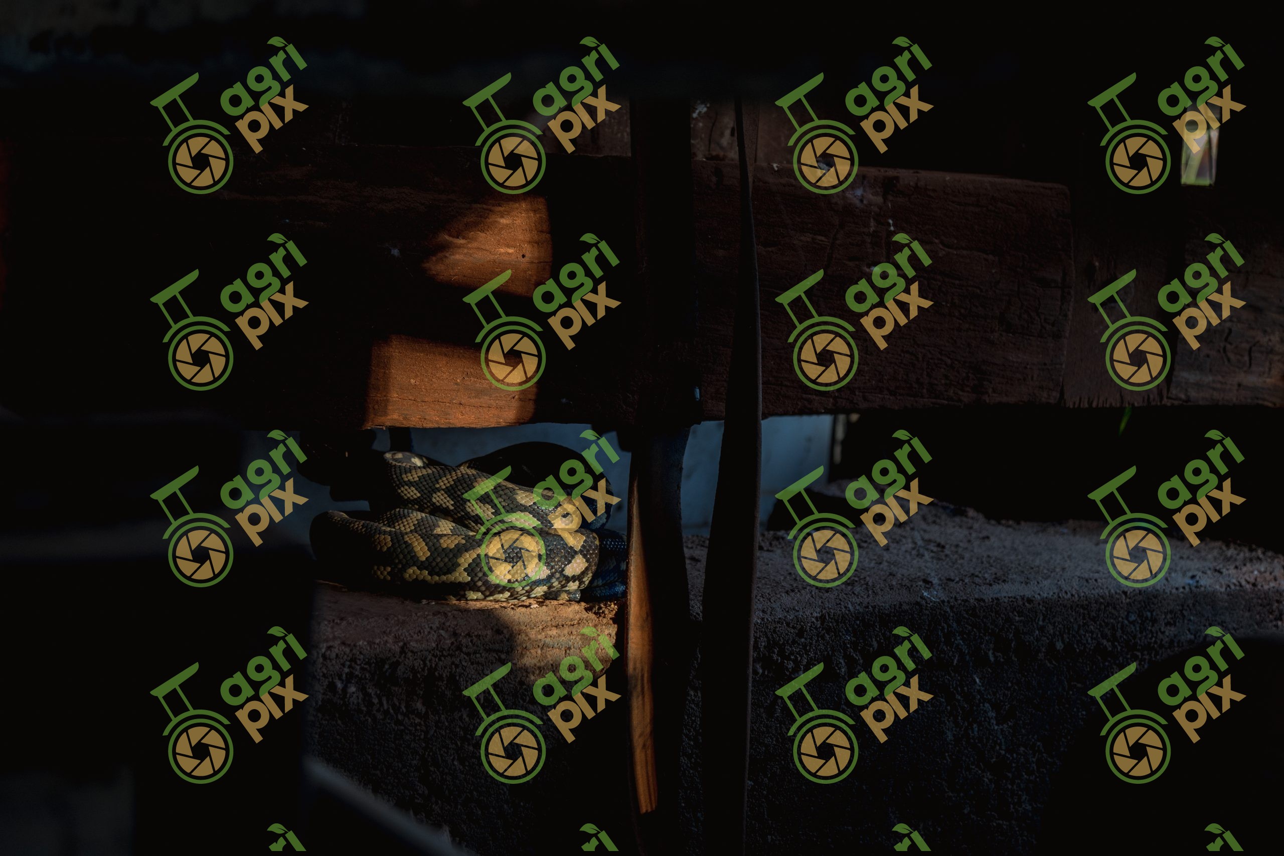 A Carpet Python Keeping Warm