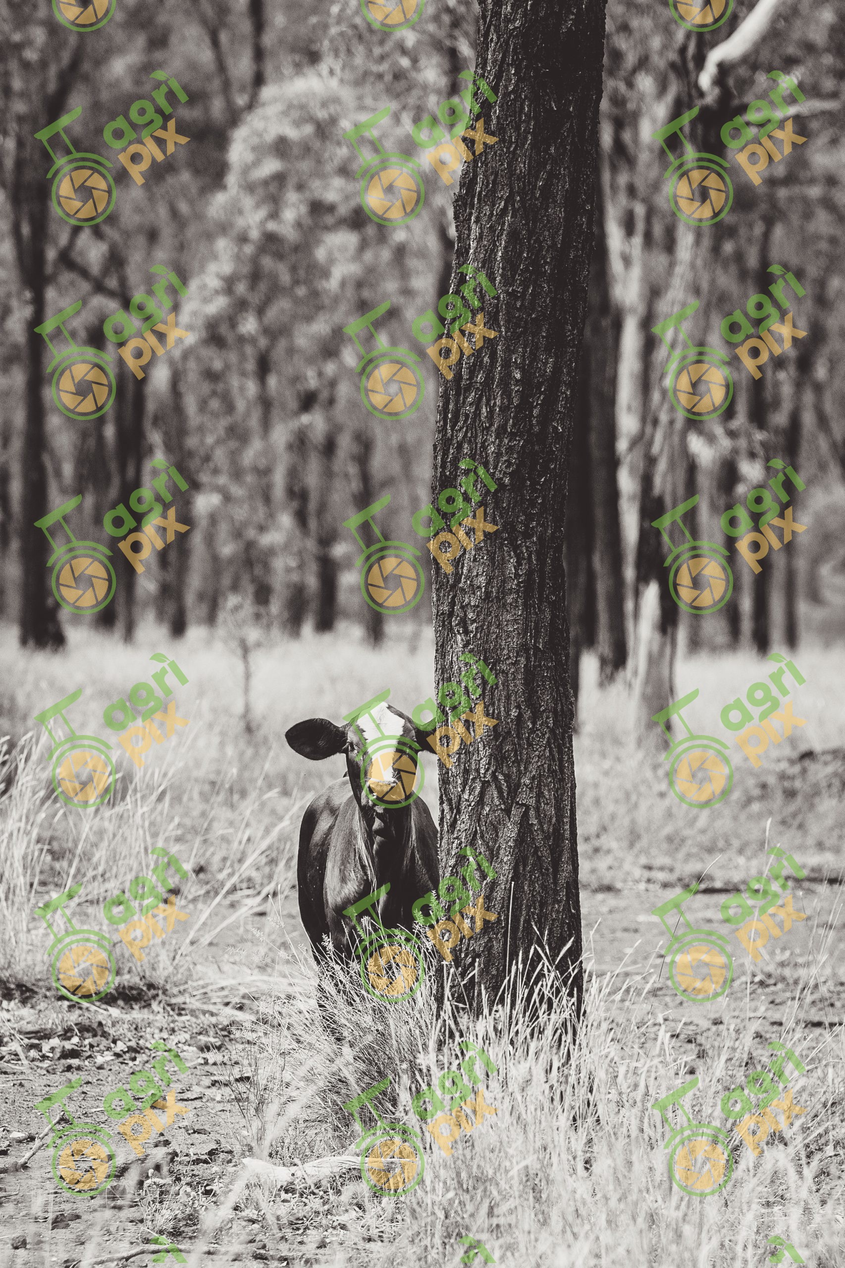 Calf Peering Out Behind A Tree