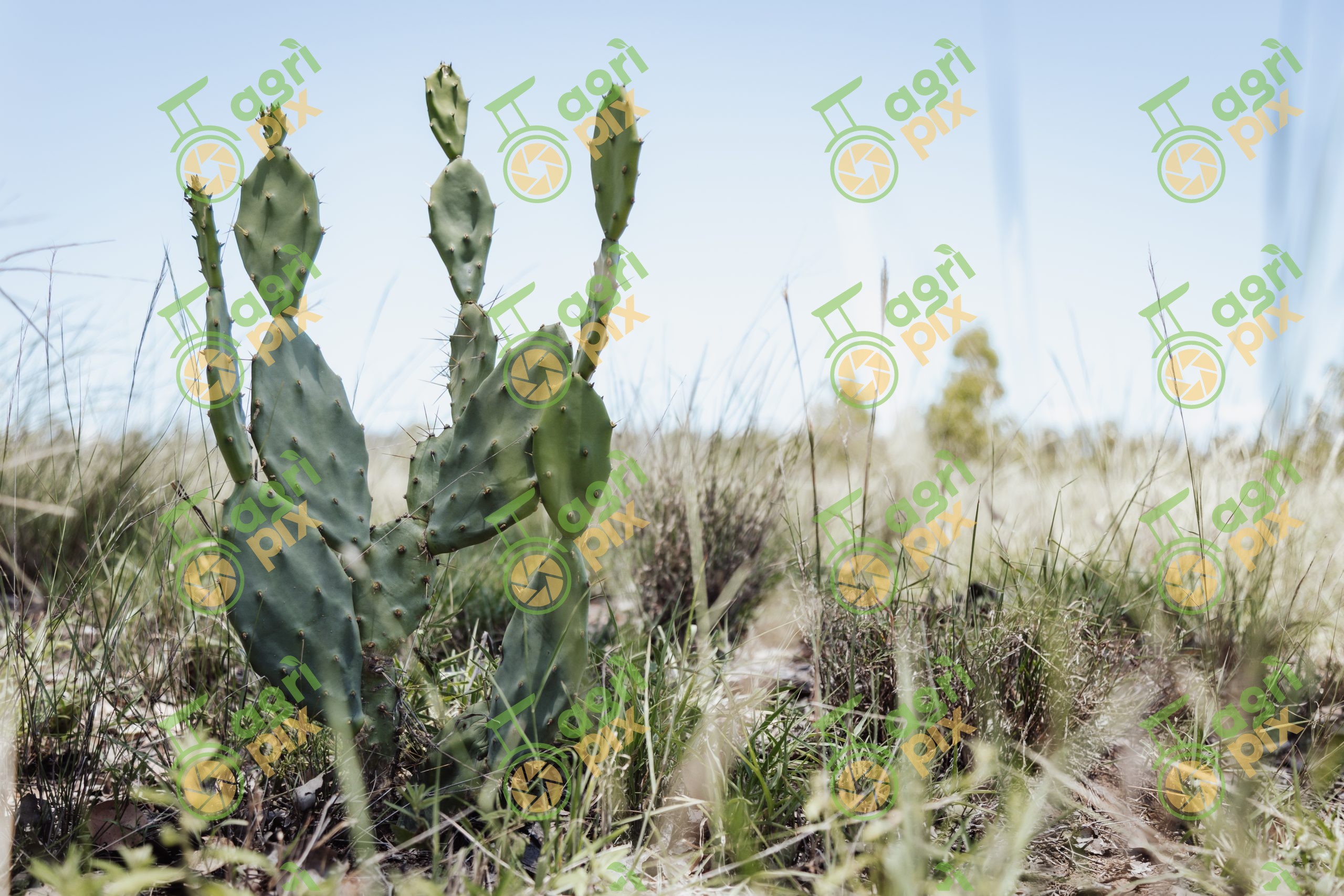 Prickly Pear