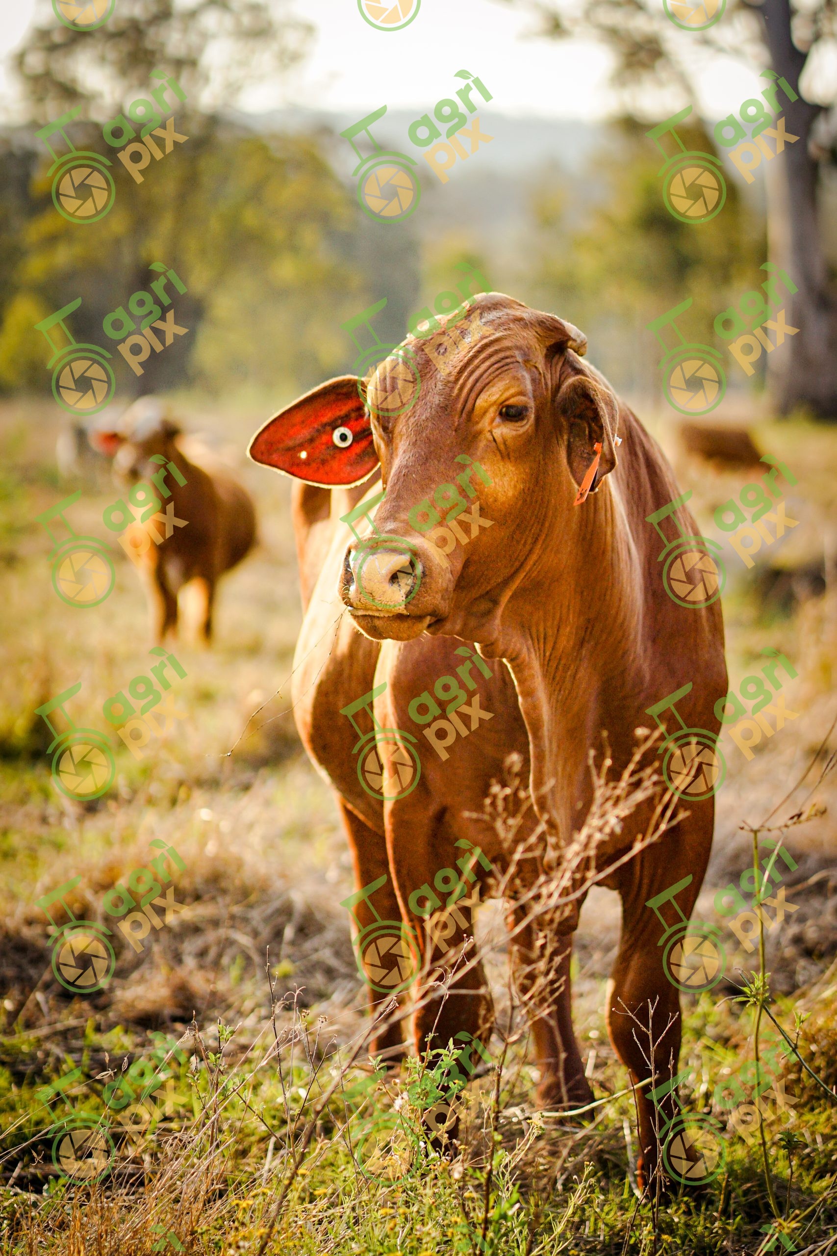 Cattle at sunset