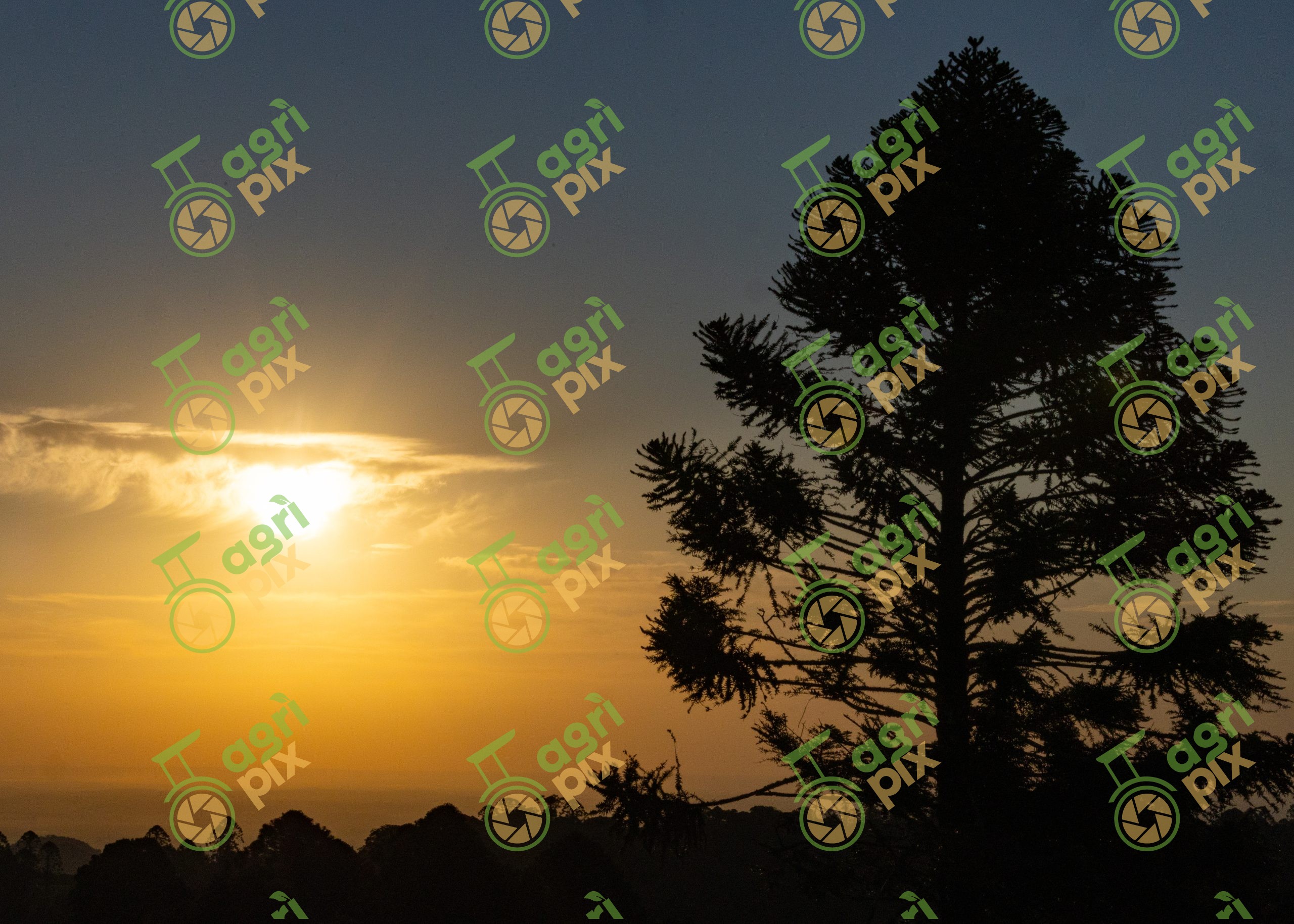 Bunya Pine – Bunya Mountains Rainforest
