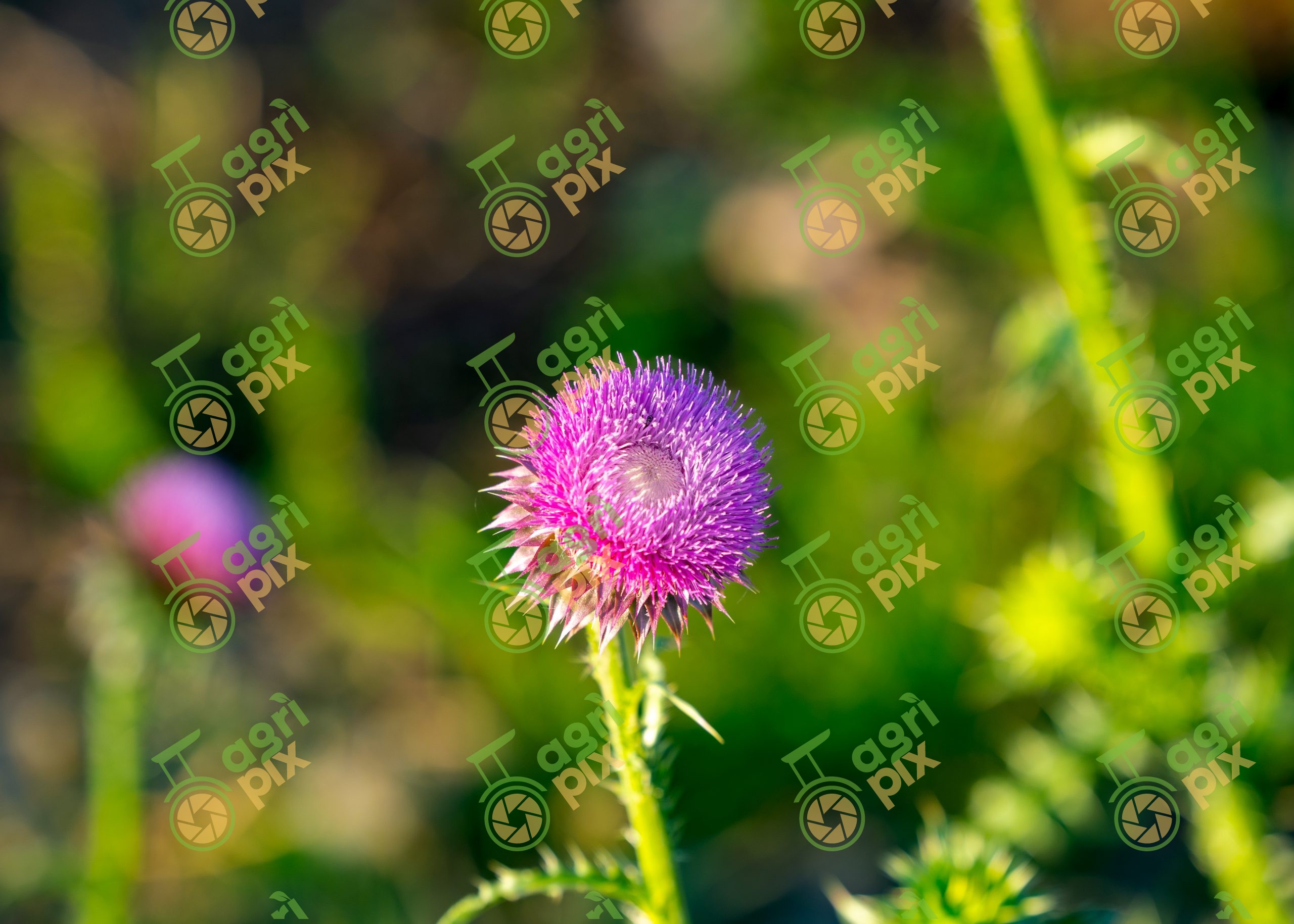 Musk Thistle Flower