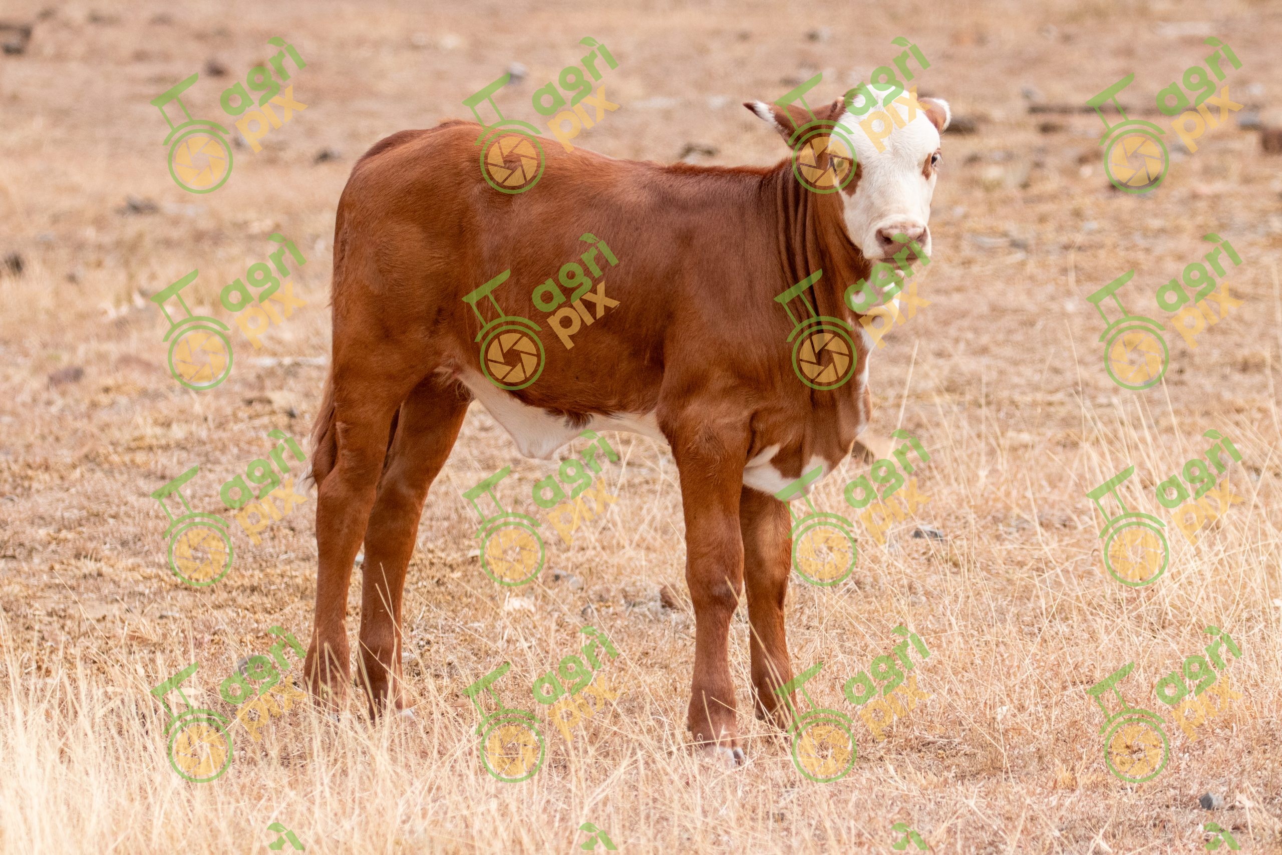 A Hereford calf
