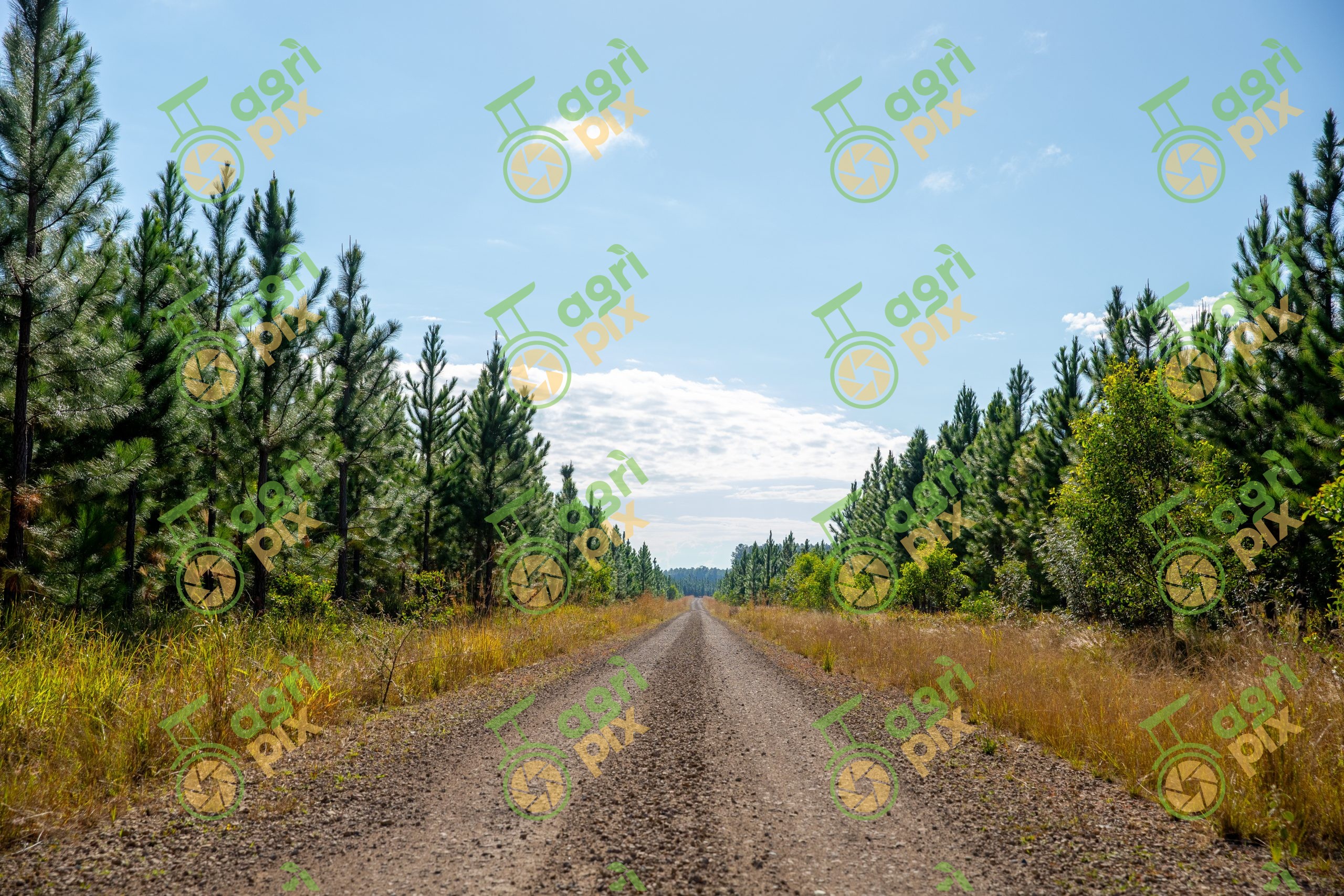 Southern pine tree plantation