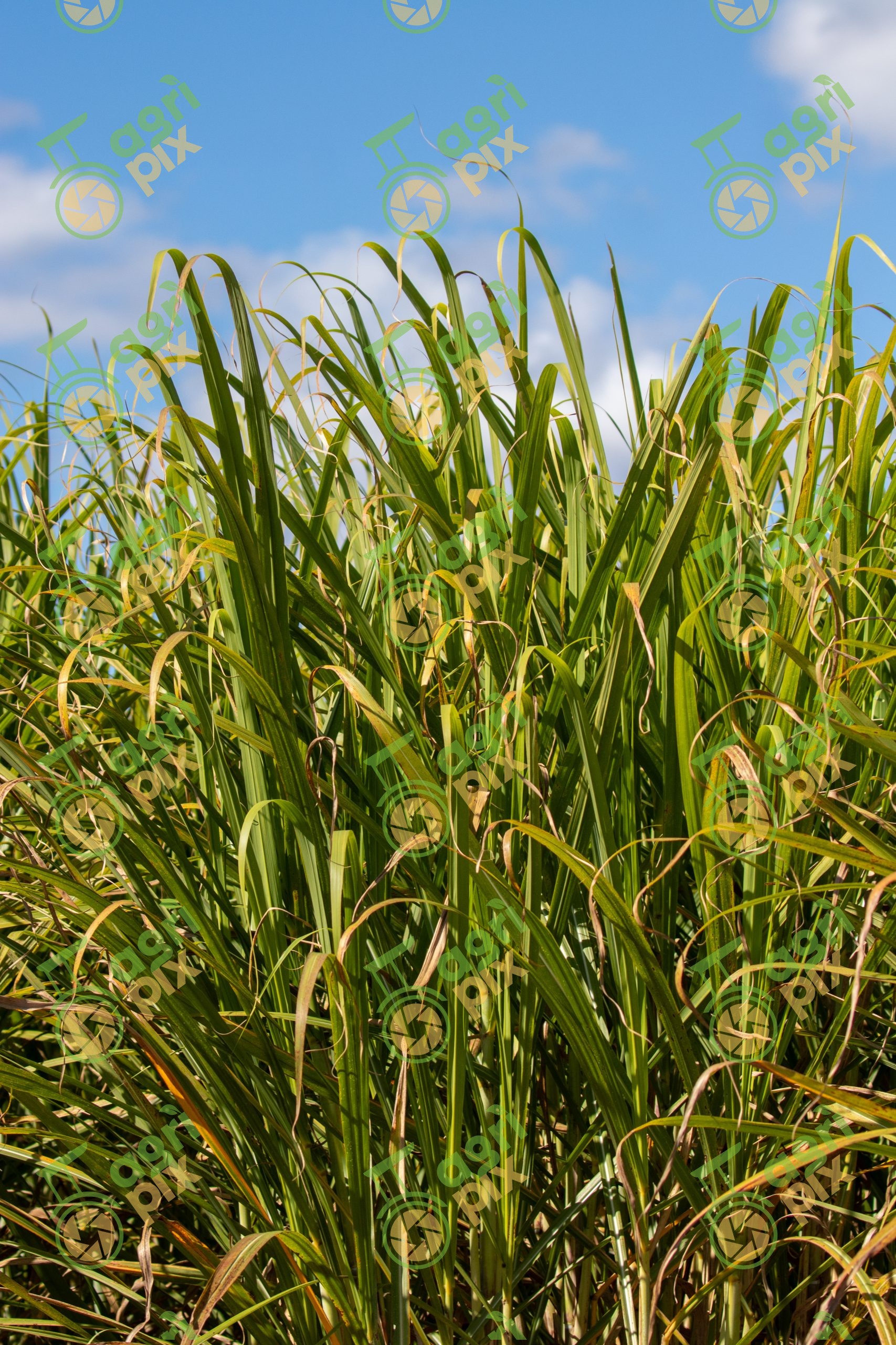 Sugarcane