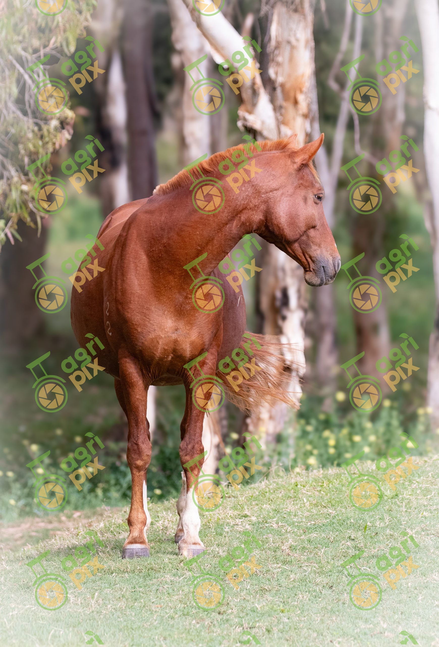 Quarter Horses