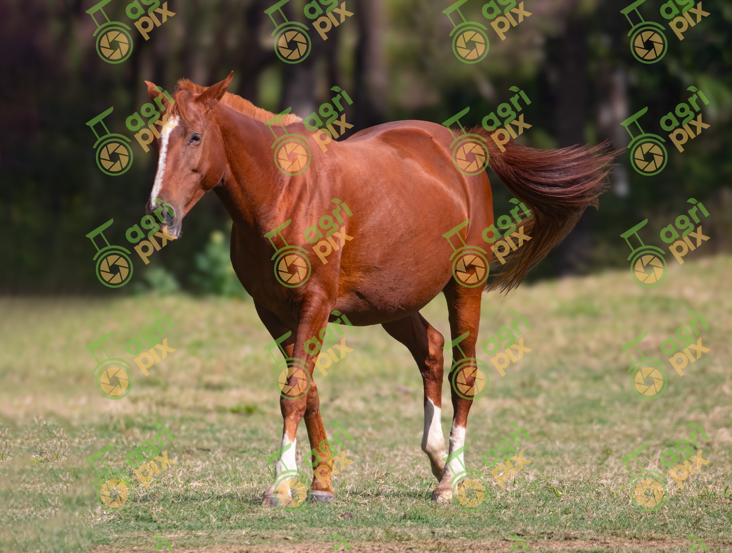 Quarter Horses