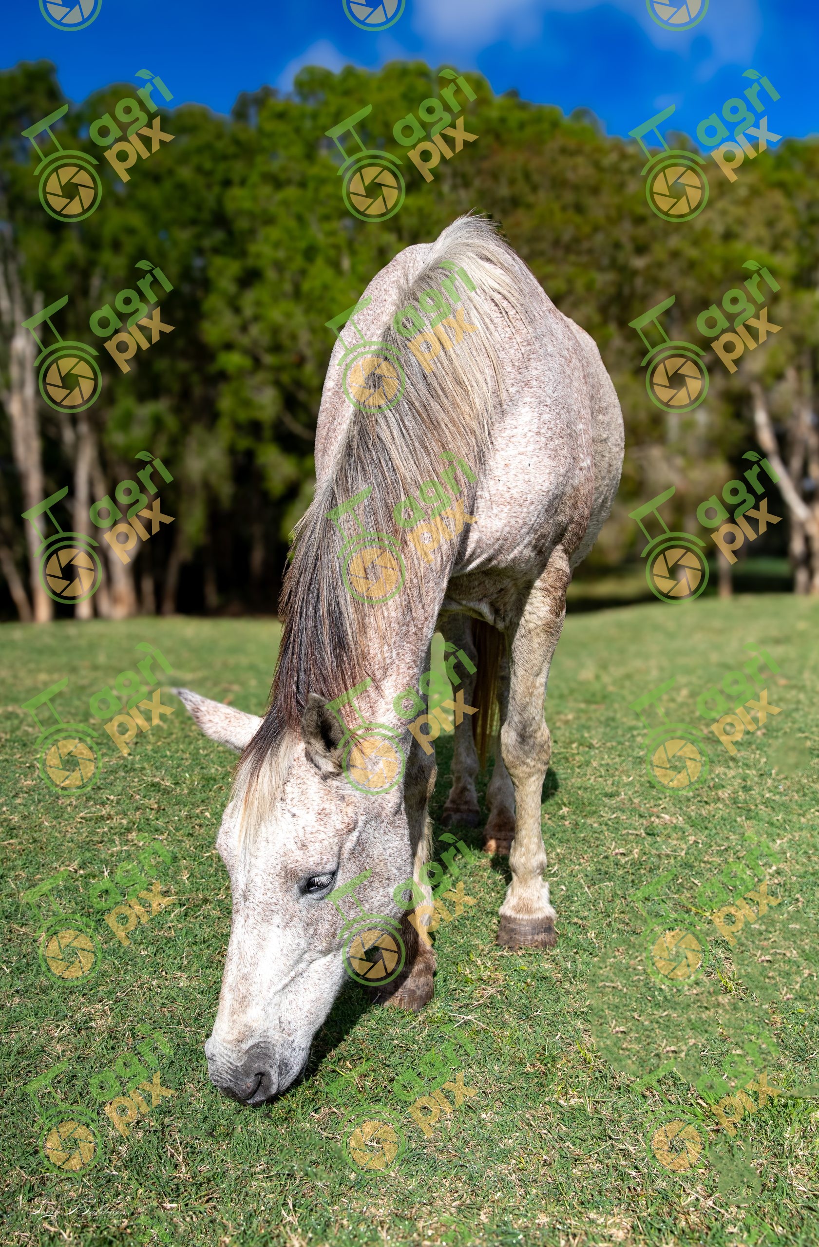 Quarter Horses
