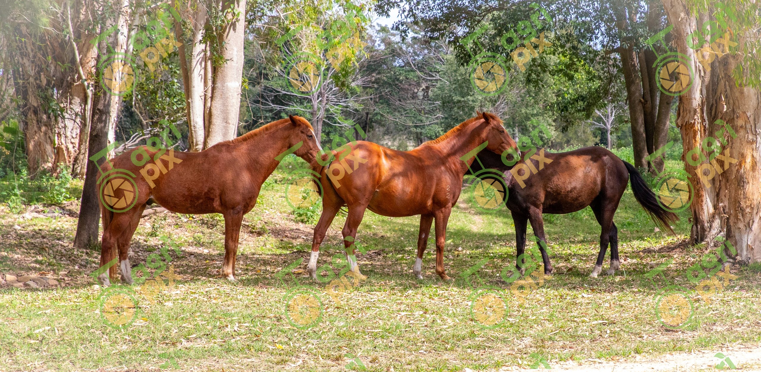 Quarter Horses