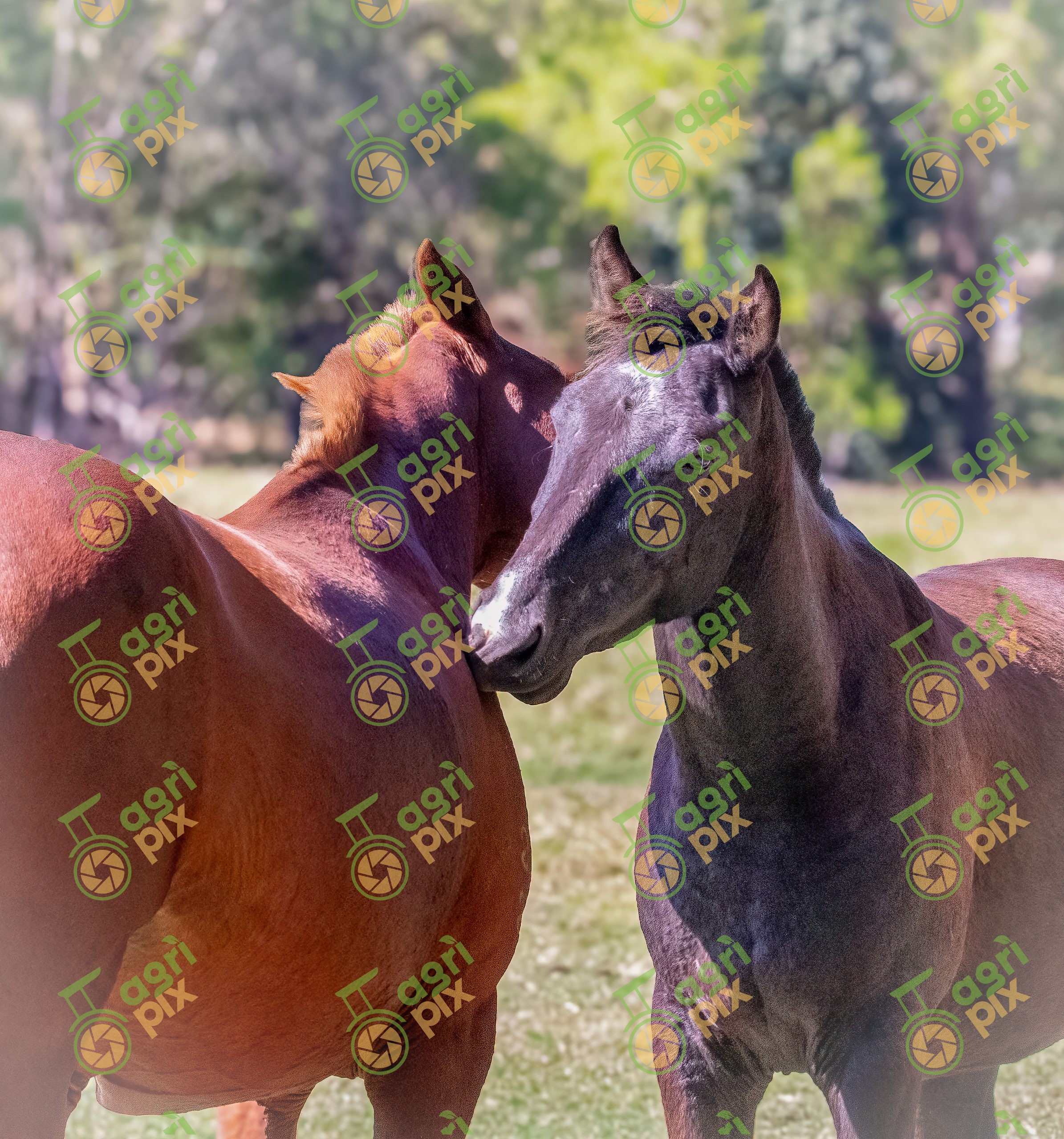 Quarter Horses