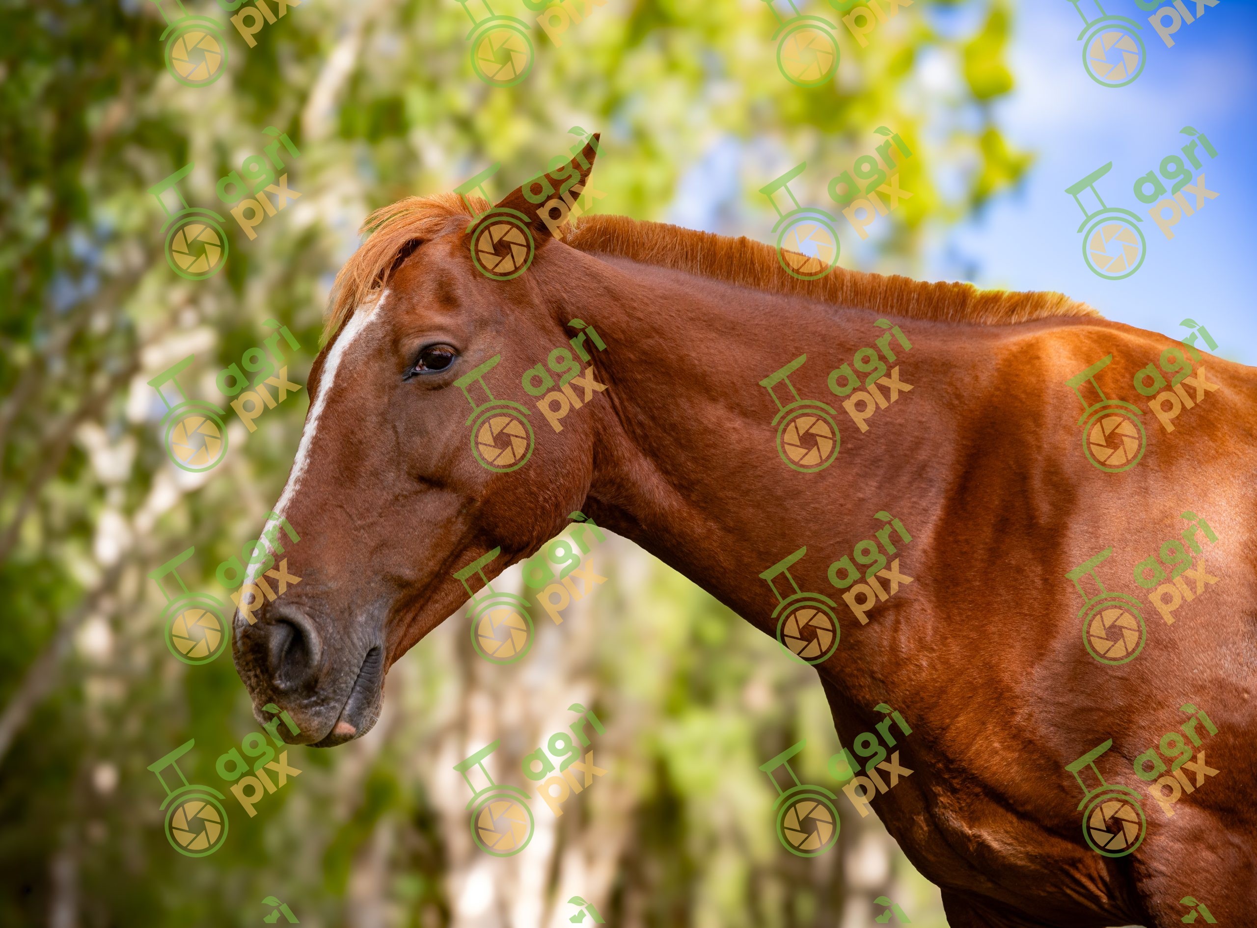Quarter Horses