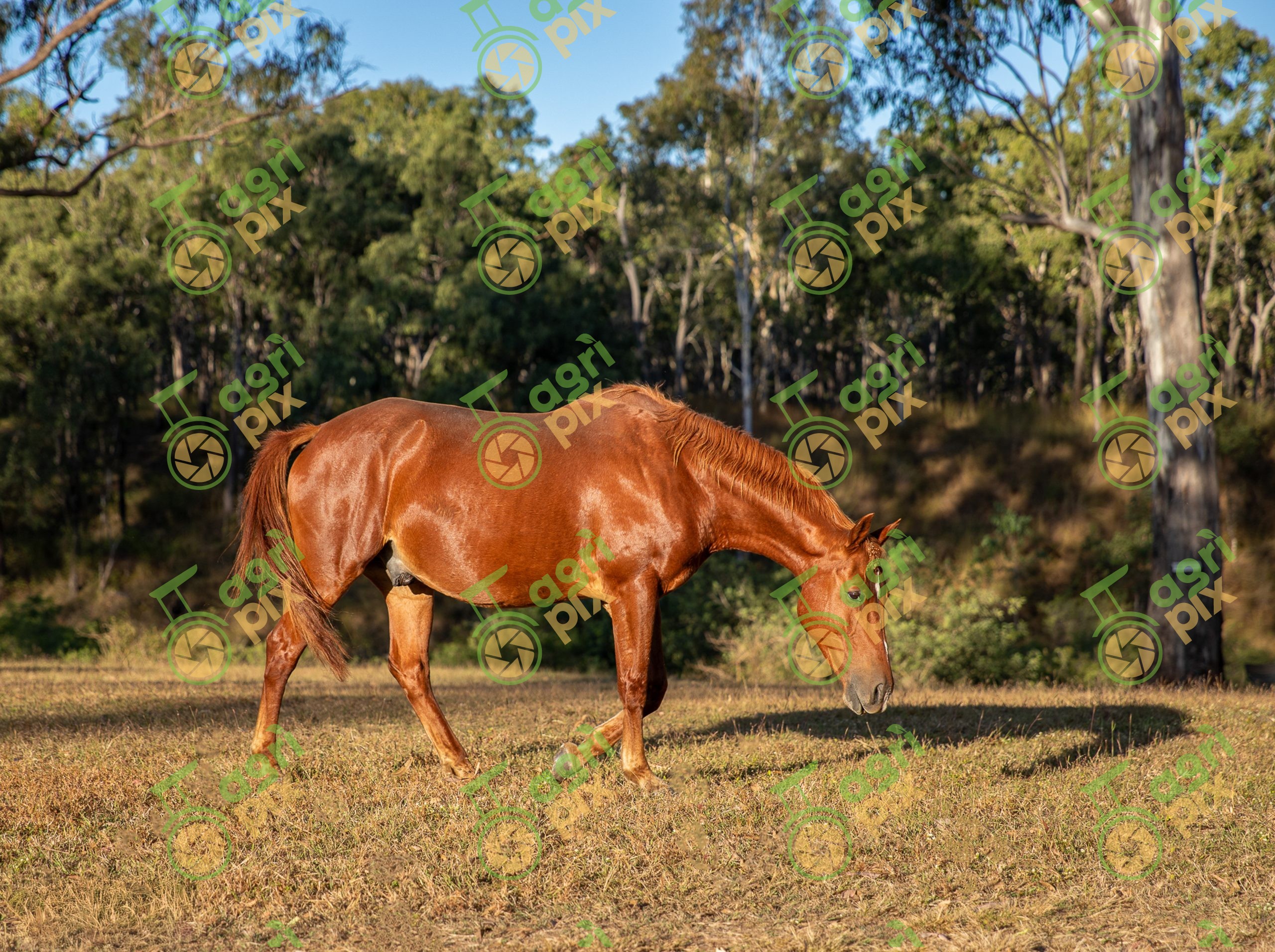 Quarter Horses