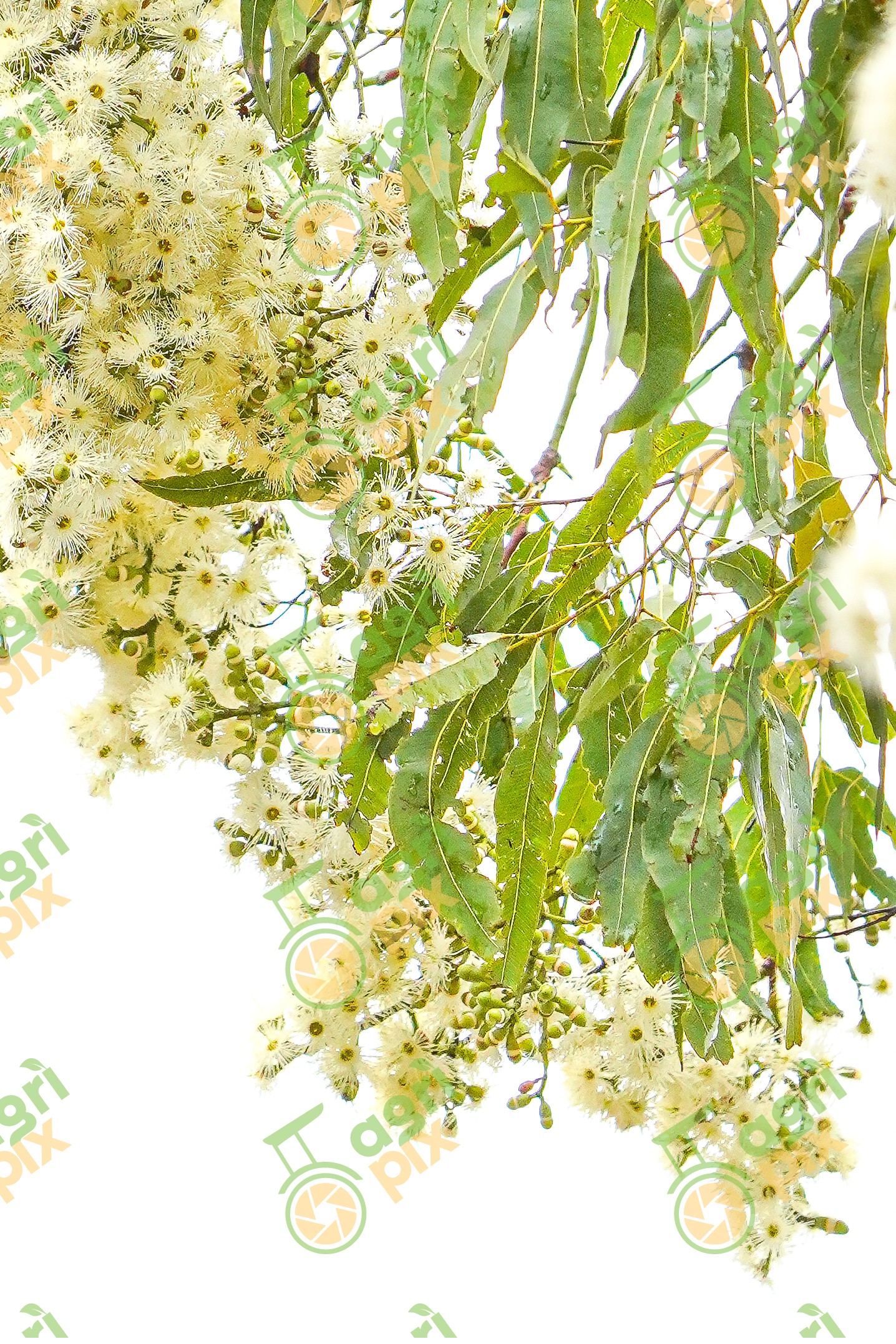 Weeping Lilly Pilly
