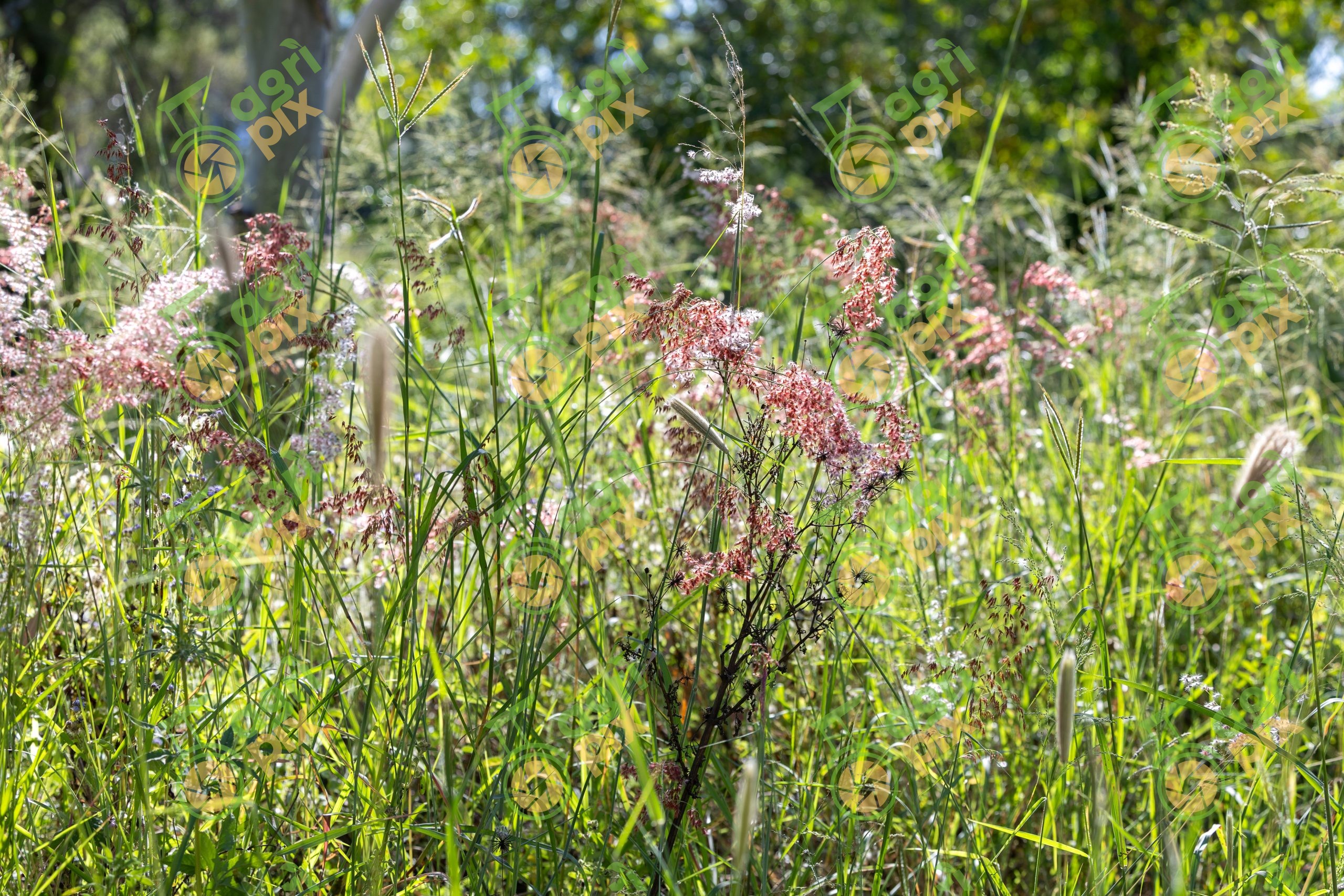 Red Natal Grass