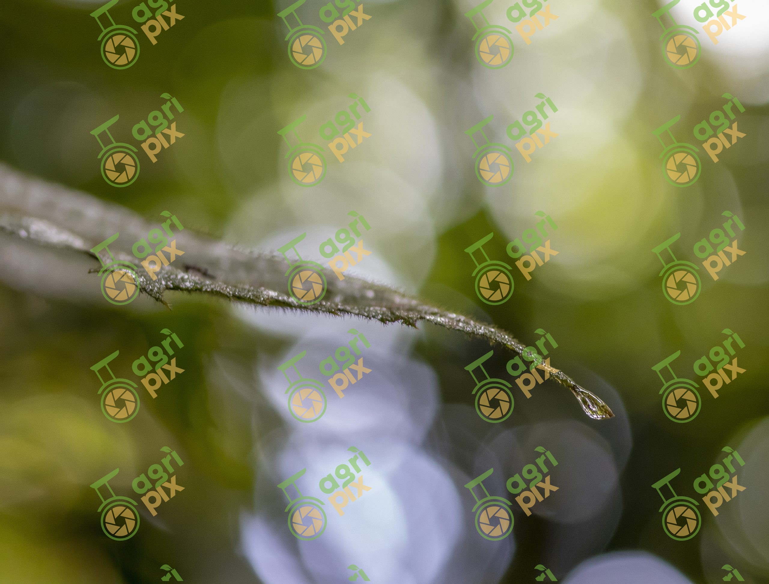 Close-up of Rainforest Leaf with Water Droplet, Cairns Region, Queensland
