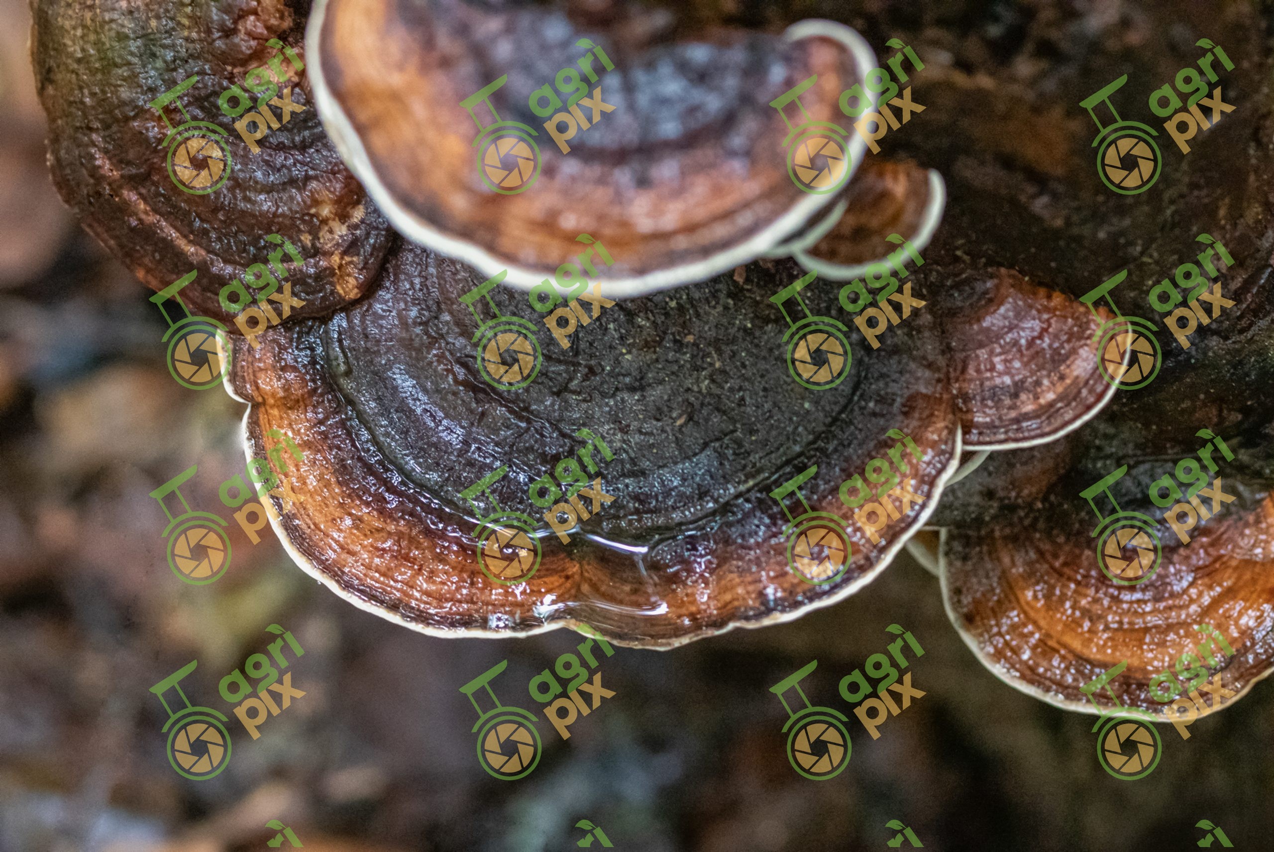 Close-up of Turkey Tail Fungus (Trametes versicolor)