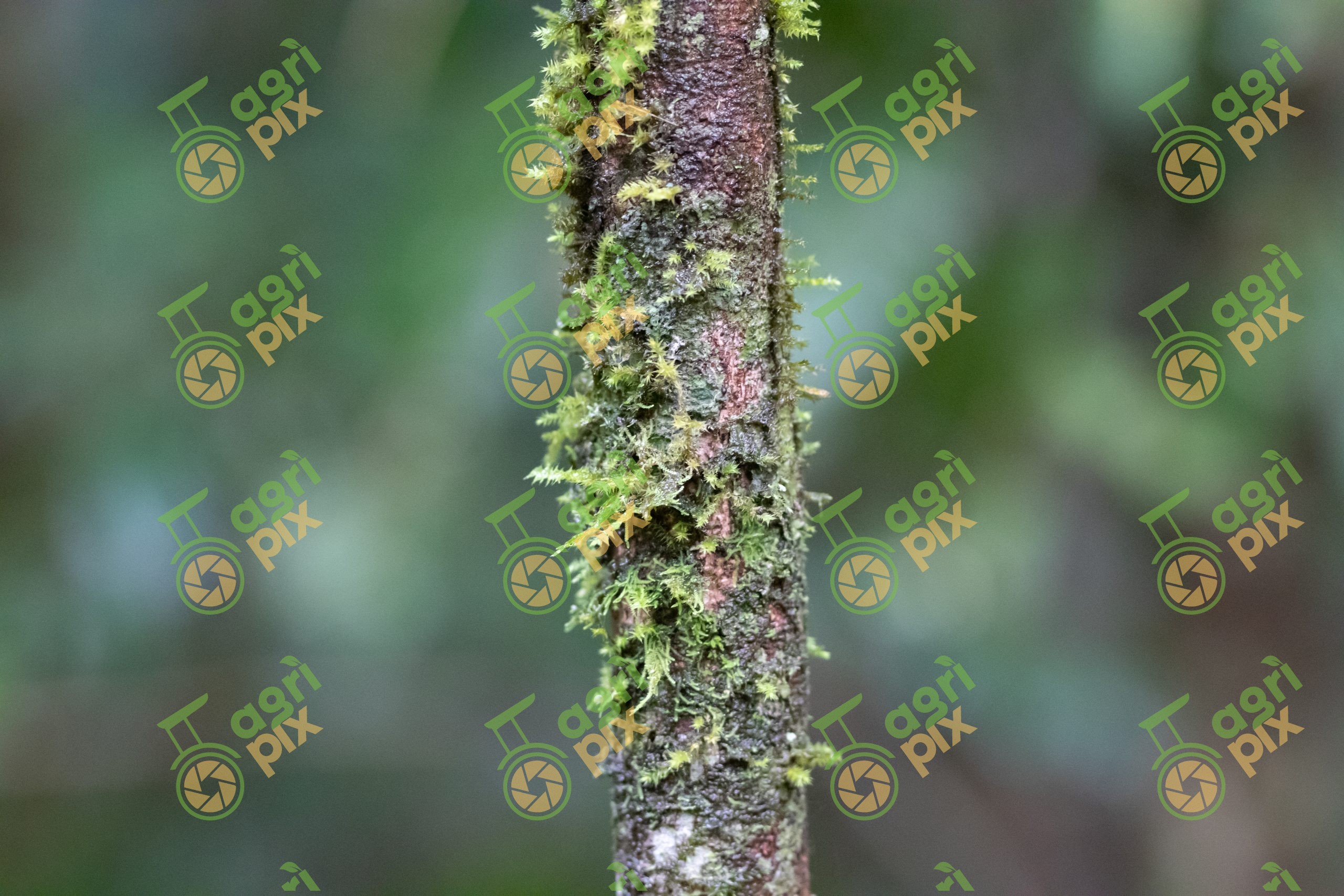 Moss-Covered Tree Trunk in Tropical Rainforest, Cairns Region, Queensland
