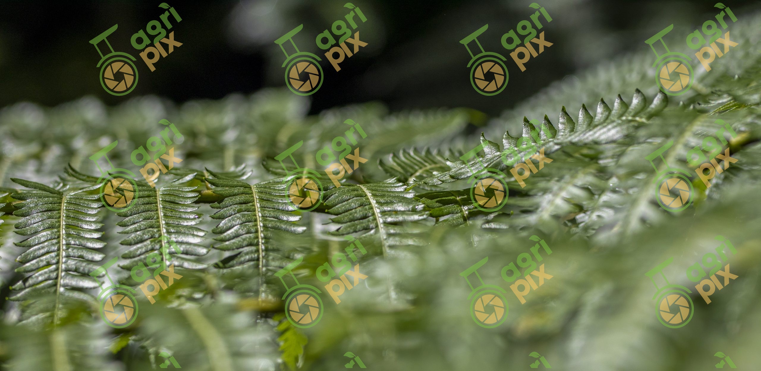 Close-up of Tropical Rainforest Fern Fronds, Cairns Region, Queensland
