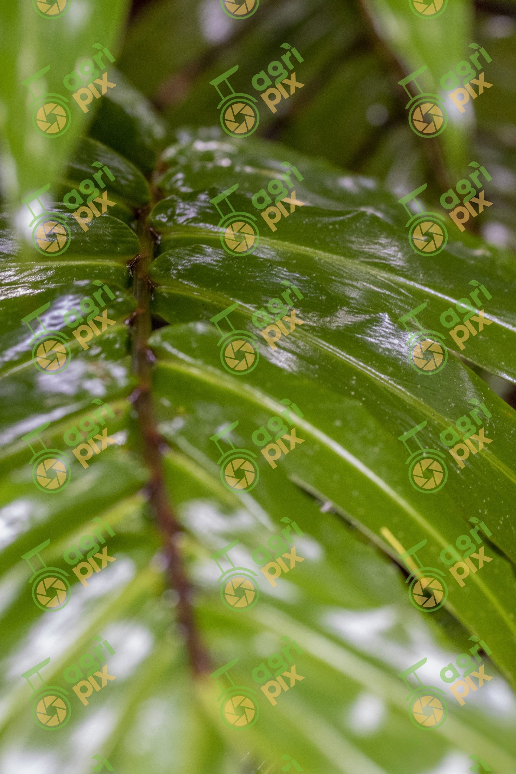 Close-up of Tropical Rainforest Fern Frond, Cairns Region, Queensland