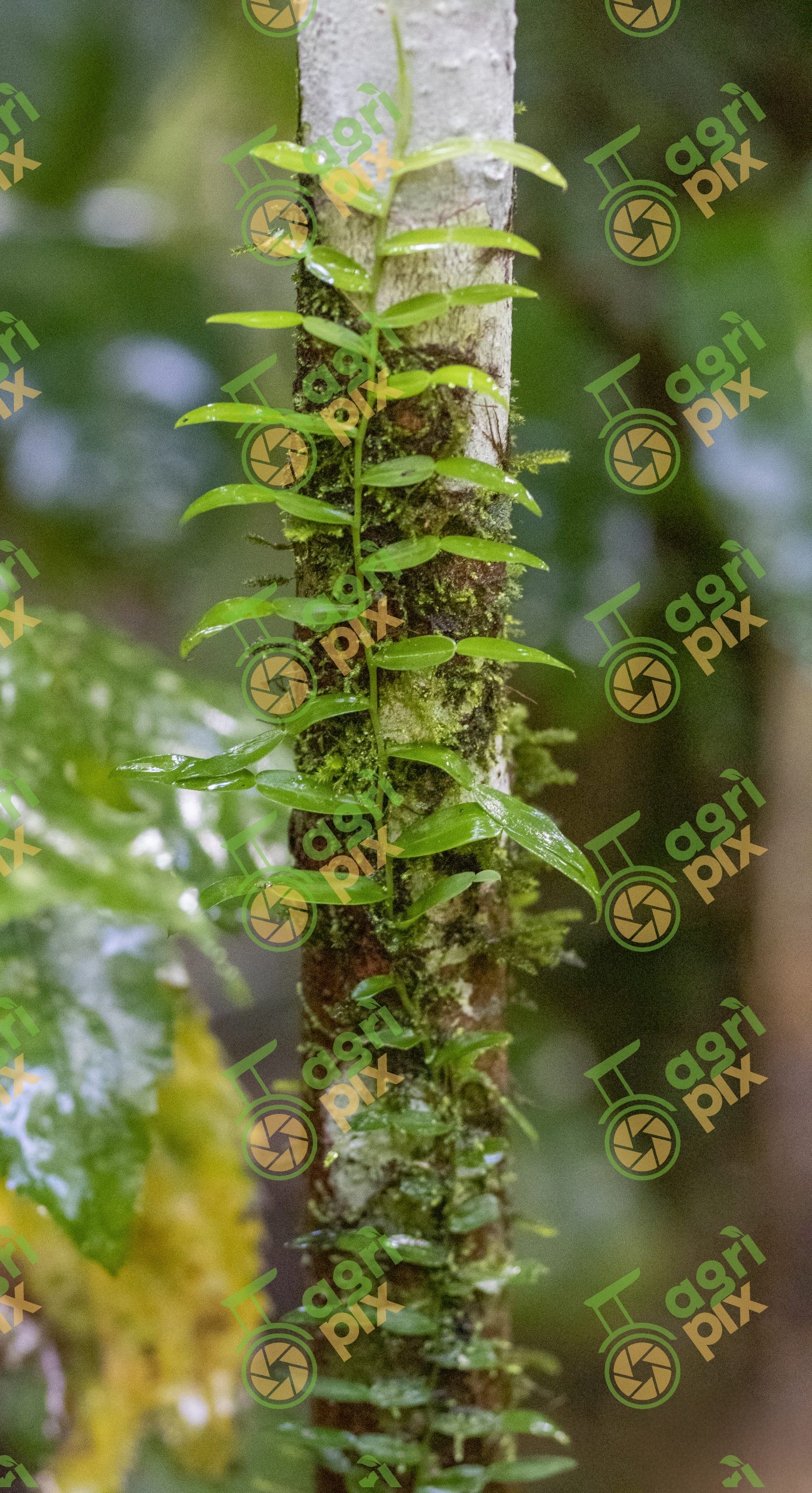 Candle Vine (Pothos longipes) Climbing a Rainforest Tree, Cairns Region, Queensland