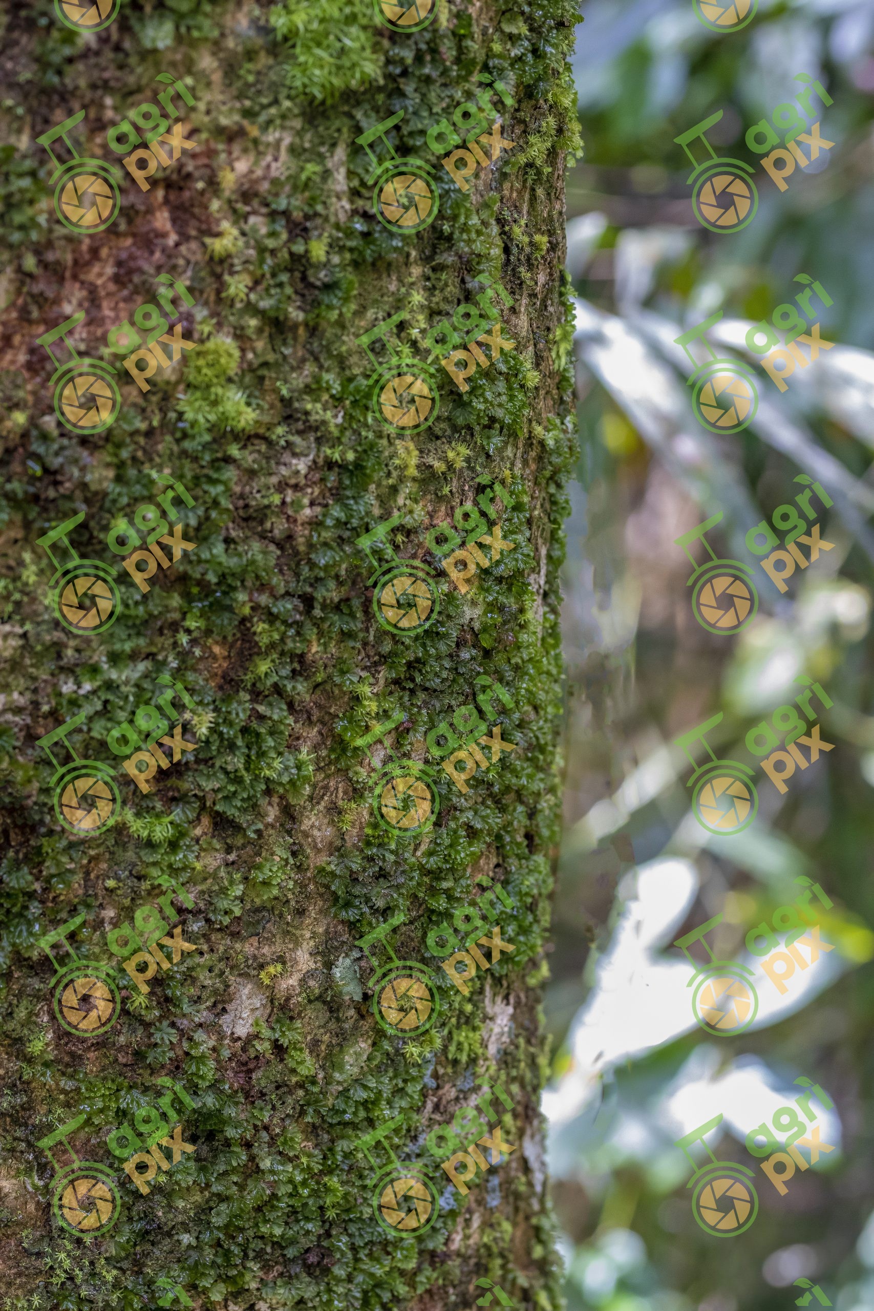 Moss-Covered Rainforest Tree Trunk, Cairns Region, Queensland