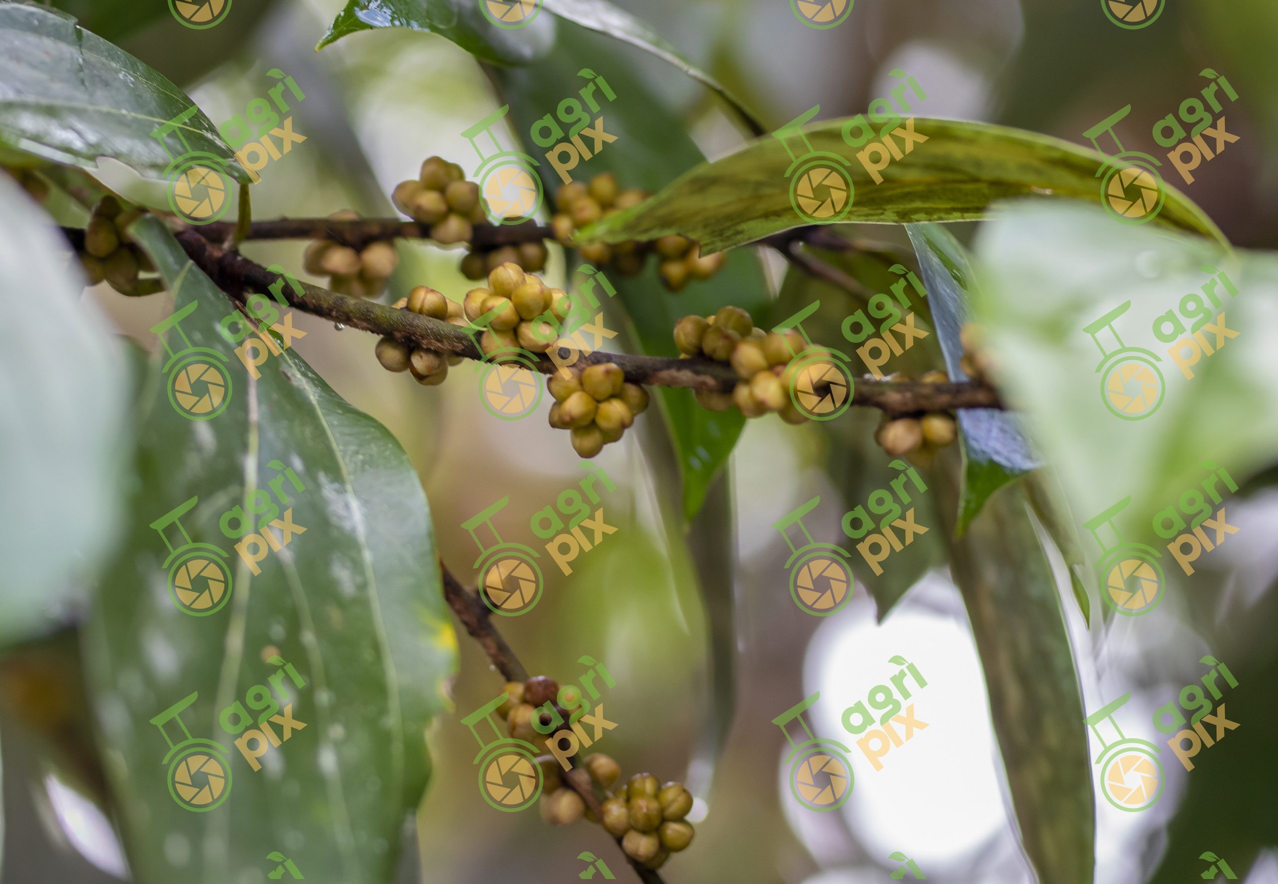Rainforest Tree with Clusters of Developing Fruit, Cairns Region, Queensland