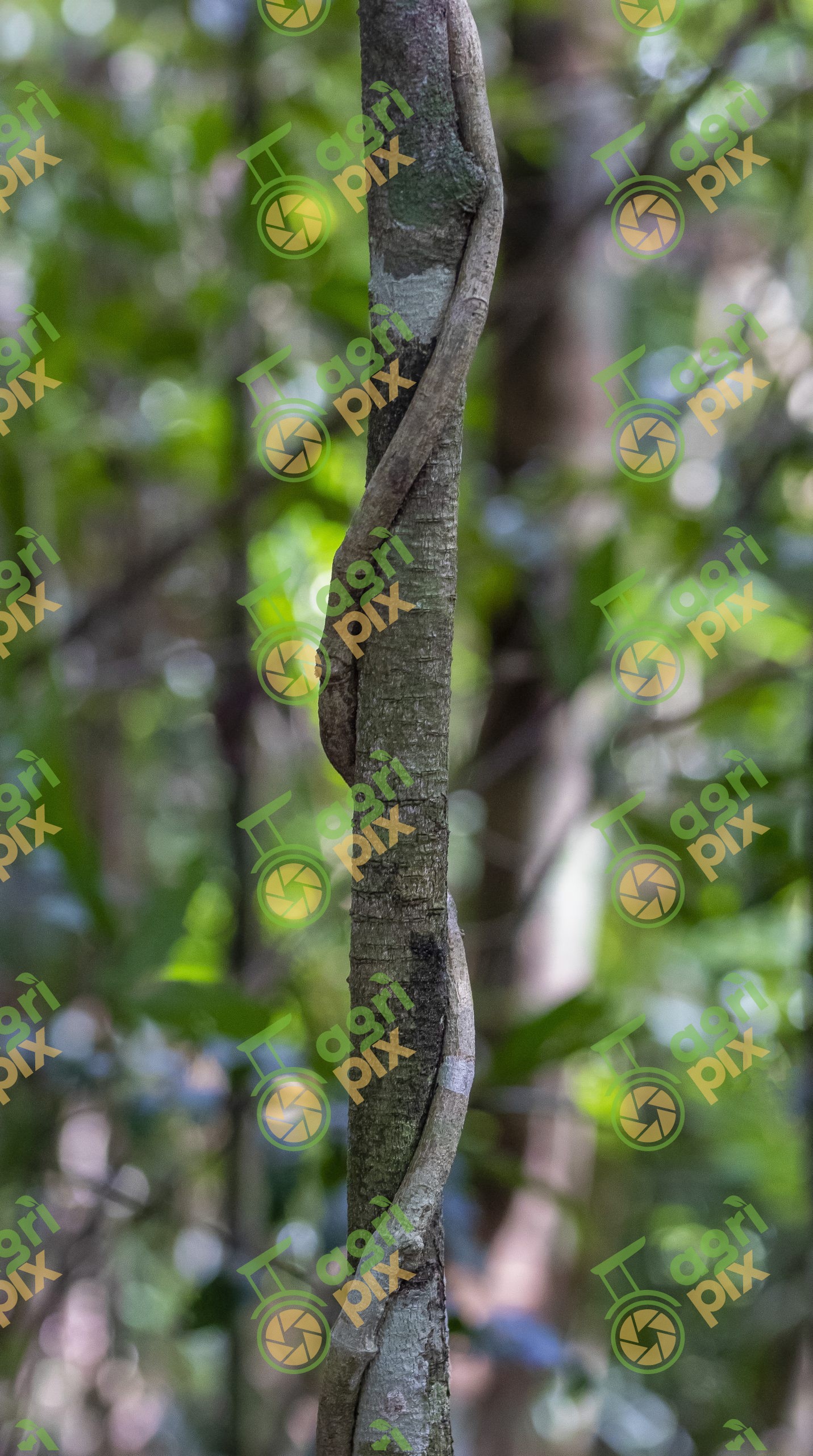 Twining Rainforest Vine Around a Tree Trunk, Cairns Region, Queensland