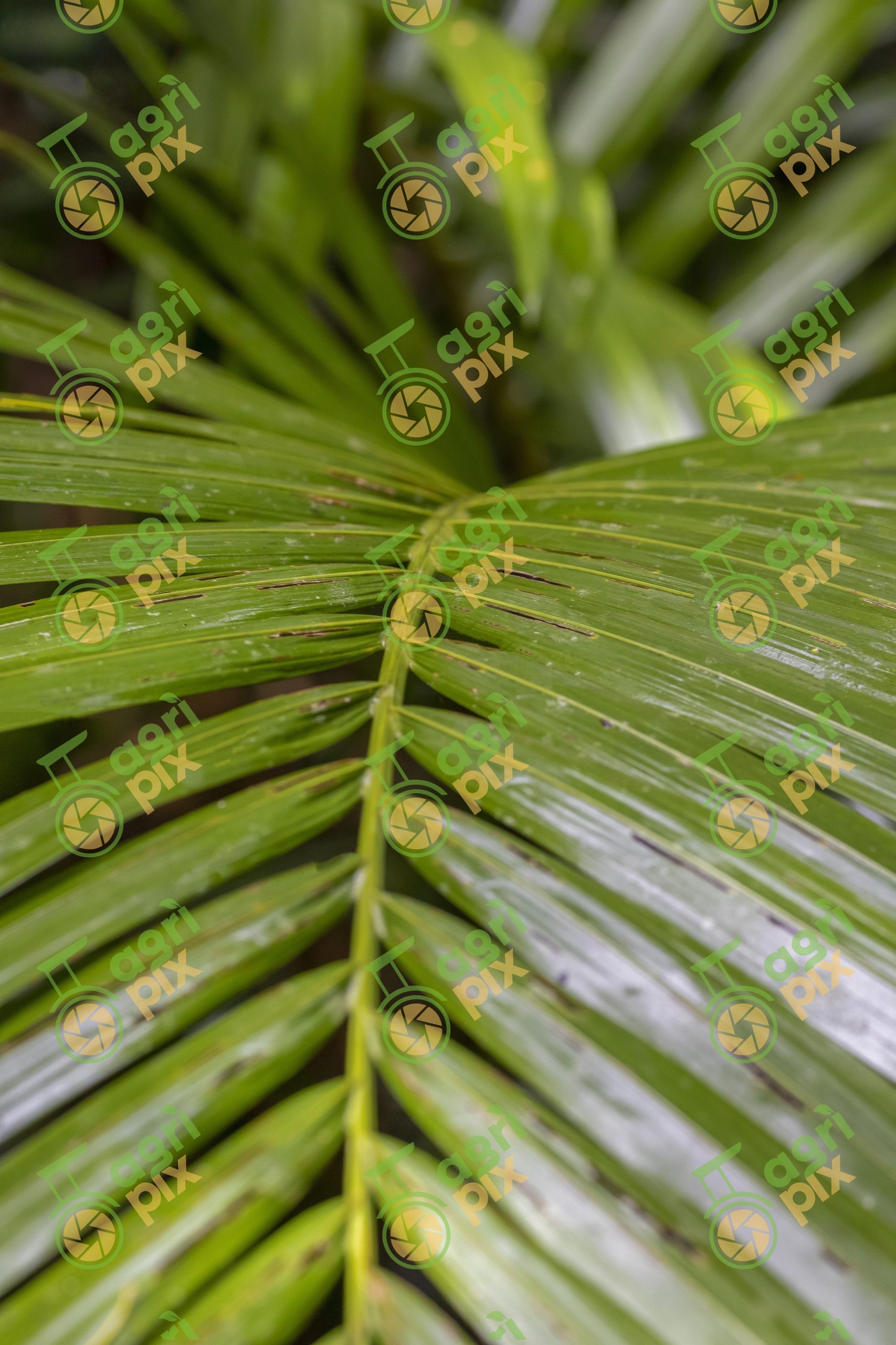 Close-up of Tropical Rainforest Palm Frond, Cairns Region, Queensland