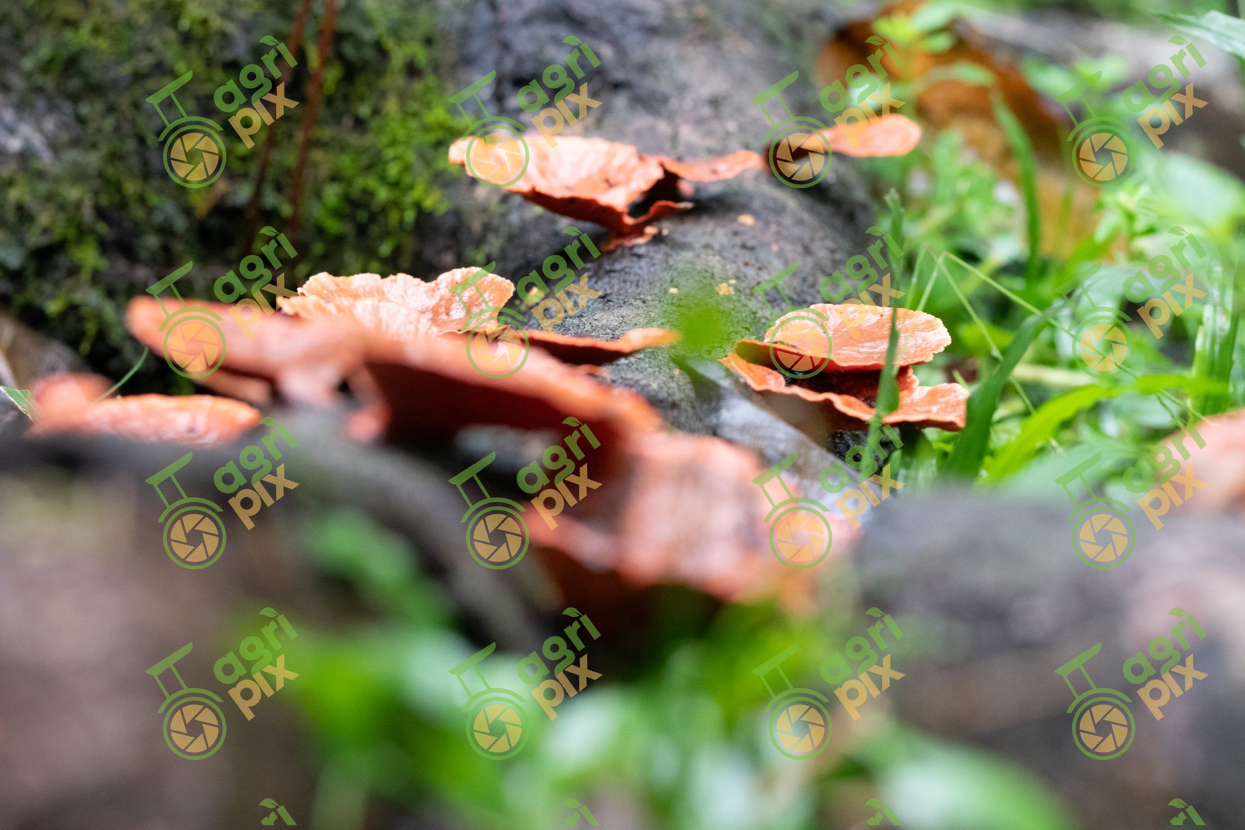 Scarlet Bracket Fungus on a Fallen Log, Cairns Region, Queensland