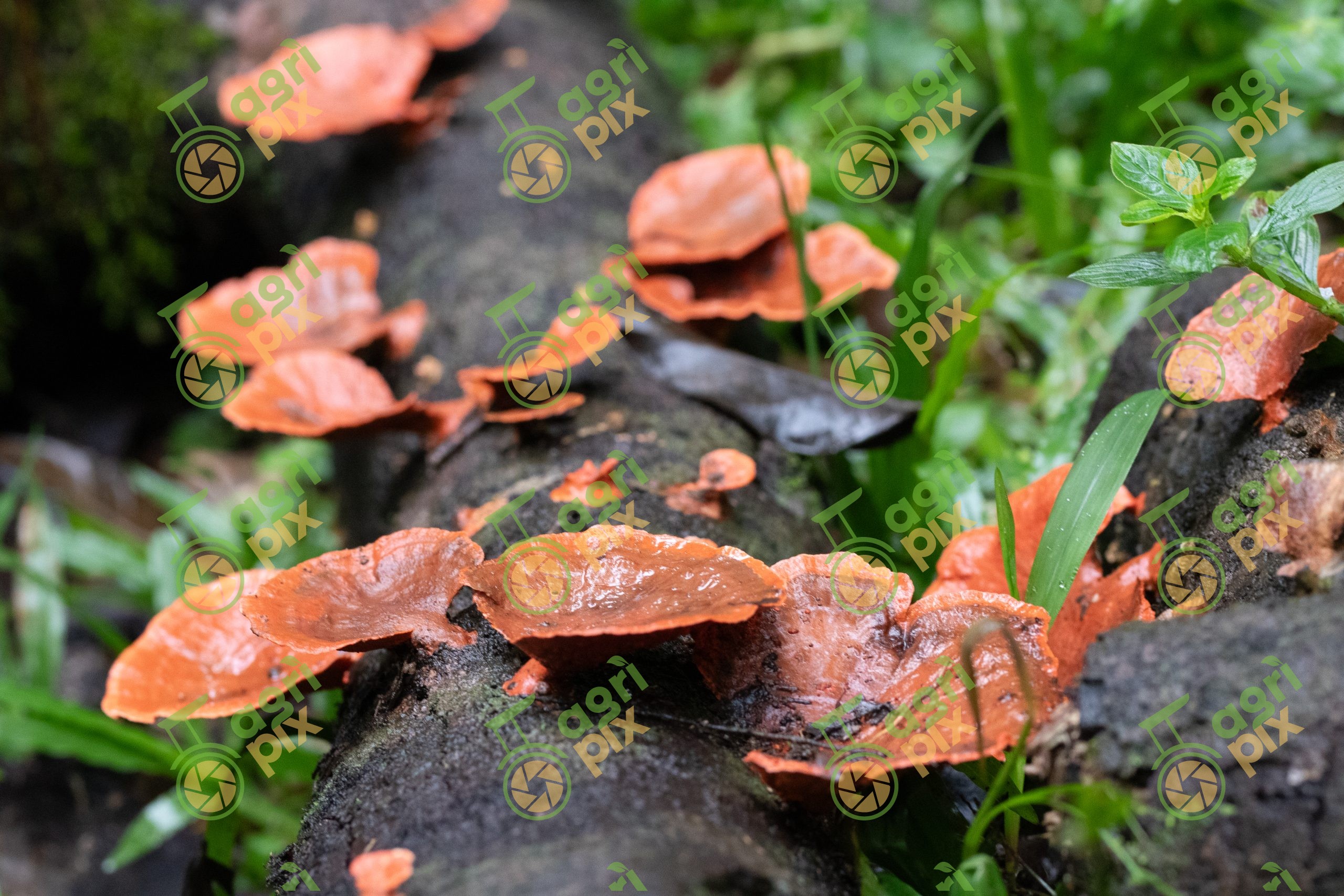 Scarlet Bracket Fungus on a Fallen Log, Cairns Region, Queensland