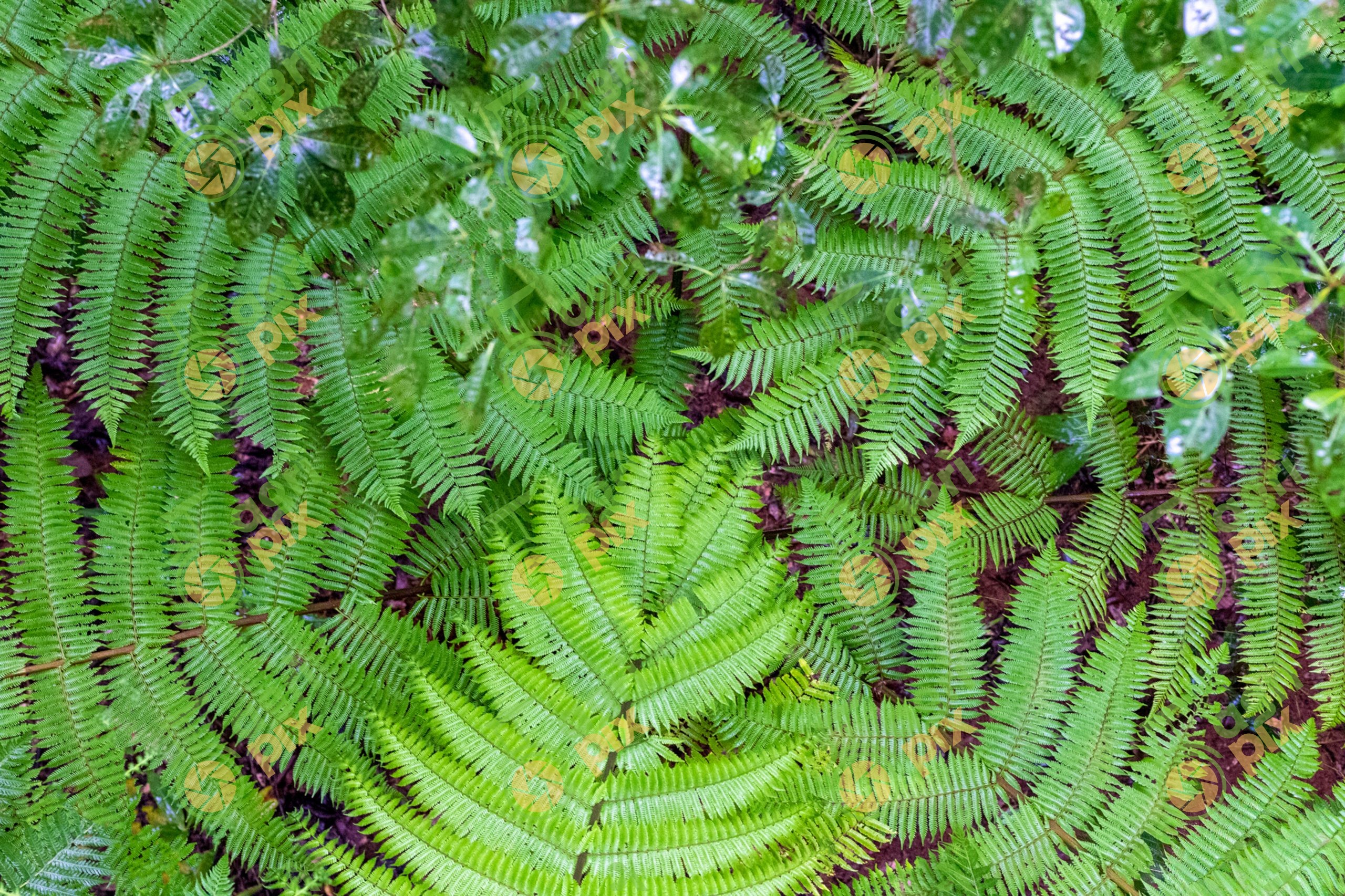 Tropical Rainforest Ferns, Cairns Region, Queensland