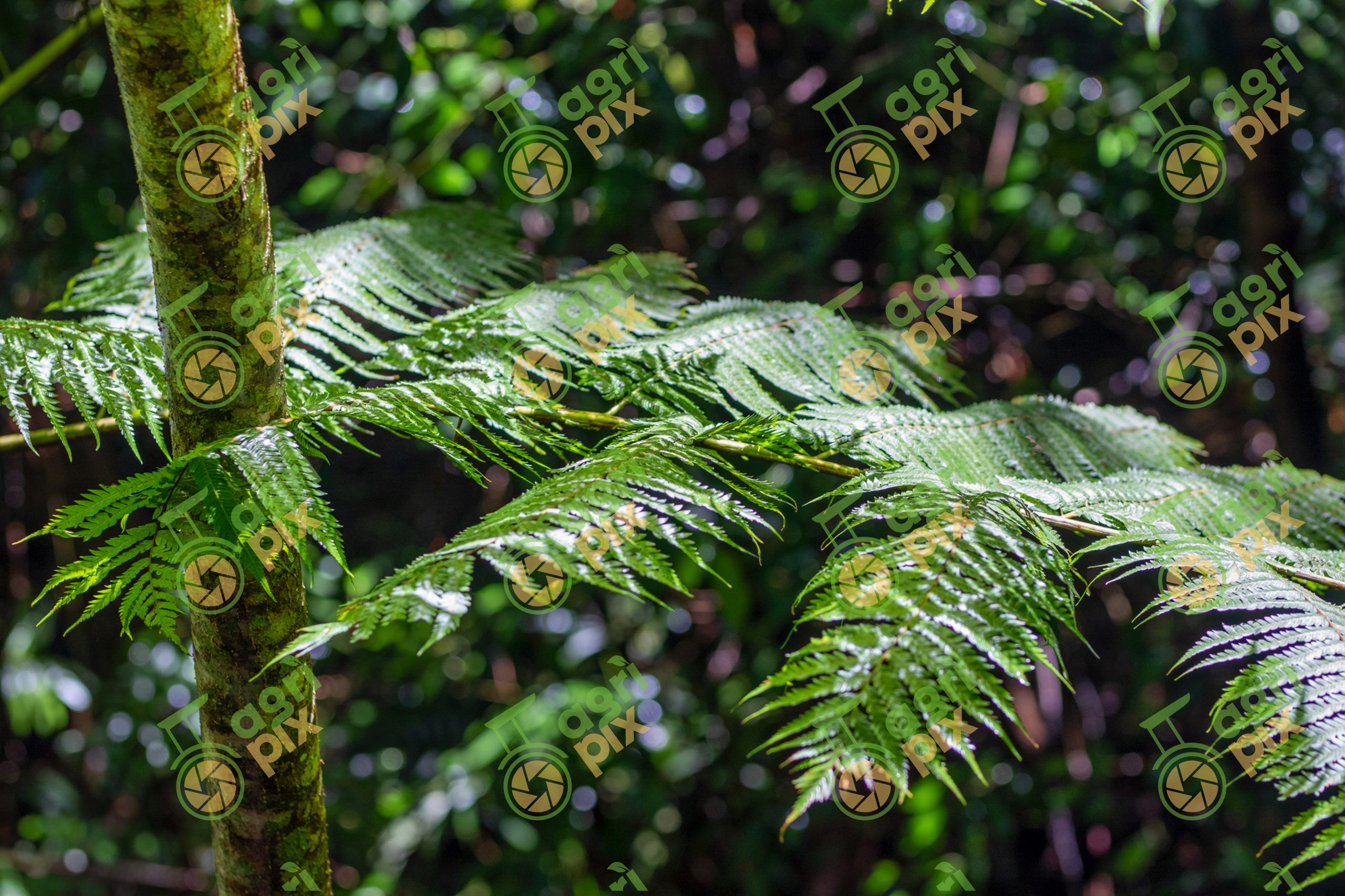 Sunlit Tropical Rainforest Fern Fronds, Cairns Region, Queensland